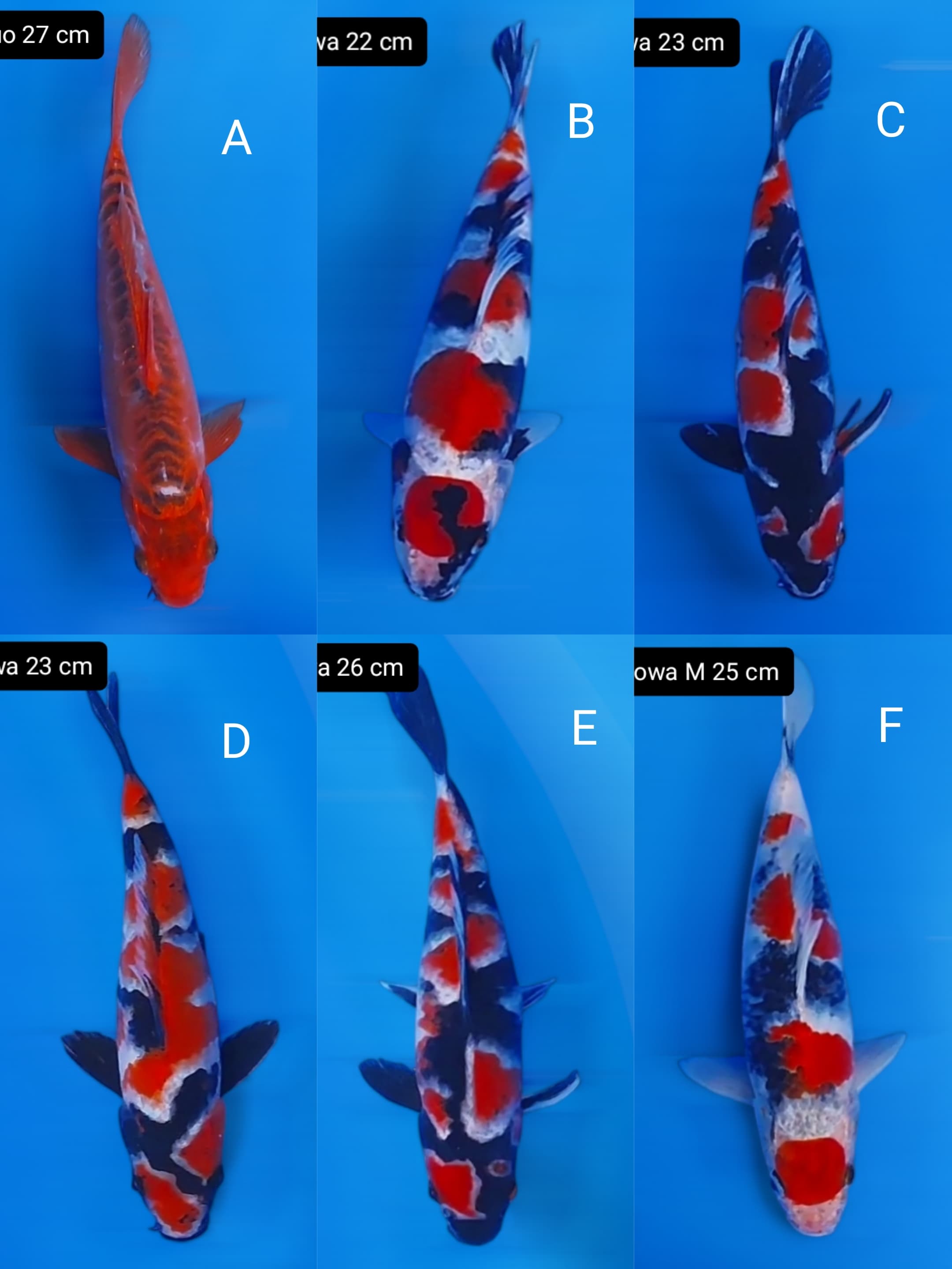 Lelang Koi Online, Jual Beli Ikan Koi, Pasar Koi Terbaik, Agen Lelang Koi, Penawaran Koi Berkualitas, Harga Jual Koi, Lelang Ikan Koi Import, Beli Koi Online, Jual Koi Murah, Koi Showroom, Penjual Koi Terpercaya, Lelang Koi Jakarta, Jual Koi Lokal, Koi Kualitas Unggul, Harga Terbaik Koi, Jual Koi Indukan, Lelang Ikan Hias Koi, Pasar Koi Indonesia, Beli Koi Berkualitas Tinggi, Koi Farm Terbesar, Jual Beli Koi Impor, Lelang Ikan Koi Kualitas Premium, Daftar Harga Koi Terbaru, Pusat Jual Beli Koi, Info Lelang Koi Hari Ini.