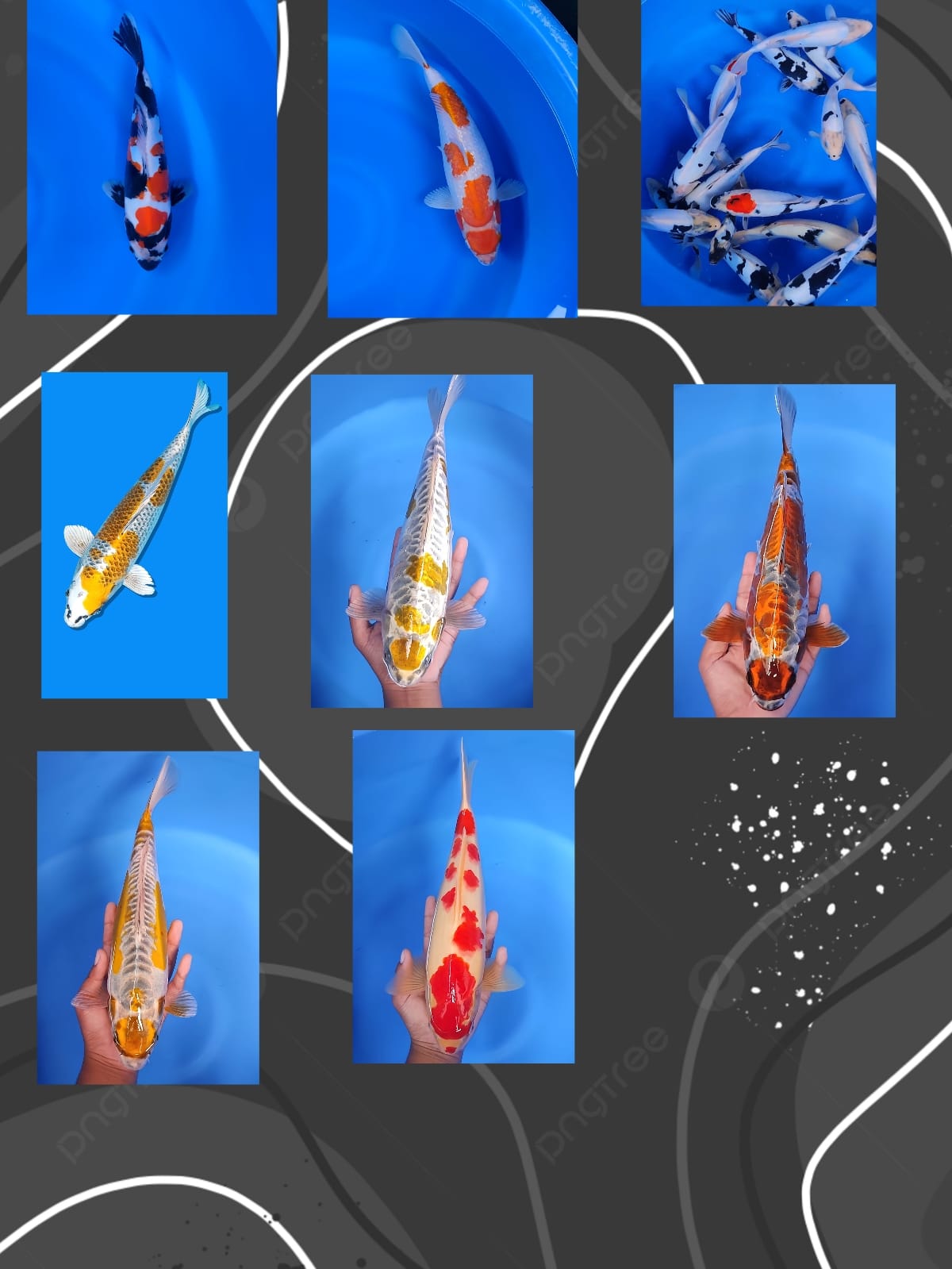 Lelang Koi Online, Jual Beli Ikan Koi, Pasar Koi Terbaik, Agen Lelang Koi, Penawaran Koi Berkualitas, Harga Jual Koi, Lelang Ikan Koi Import, Beli Koi Online, Jual Koi Murah, Koi Showroom, Penjual Koi Terpercaya, Lelang Koi Jakarta, Jual Koi Lokal, Koi Kualitas Unggul, Harga Terbaik Koi, Jual Koi Indukan, Lelang Ikan Hias Koi, Pasar Koi Indonesia, Beli Koi Berkualitas Tinggi, Koi Farm Terbesar, Jual Beli Koi Impor, Lelang Ikan Koi Kualitas Premium, Daftar Harga Koi Terbaru, Pusat Jual Beli Koi, Info Lelang Koi Hari Ini.