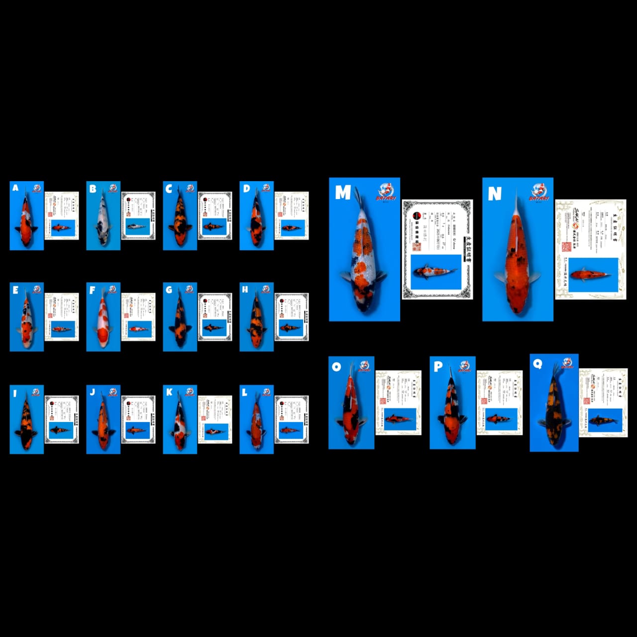 Lelang Koi Online, Jual Beli Ikan Koi, Pasar Koi Terbaik, Agen Lelang Koi, Penawaran Koi Berkualitas, Harga Jual Koi, Lelang Ikan Koi Import, Beli Koi Online, Jual Koi Murah, Koi Showroom, Penjual Koi Terpercaya, Lelang Koi Jakarta, Jual Koi Lokal, Koi Kualitas Unggul, Harga Terbaik Koi, Jual Koi Indukan, Lelang Ikan Hias Koi, Pasar Koi Indonesia, Beli Koi Berkualitas Tinggi, Koi Farm Terbesar, Jual Beli Koi Impor, Lelang Ikan Koi Kualitas Premium, Daftar Harga Koi Terbaru, Pusat Jual Beli Koi, Info Lelang Koi Hari Ini.