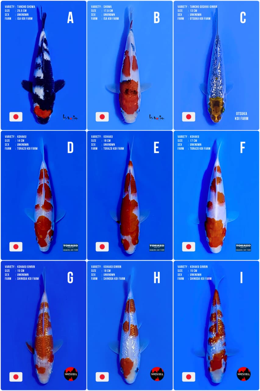 Lelang Koi Online, Jual Beli Ikan Koi, Pasar Koi Terbaik, Agen Lelang Koi, Penawaran Koi Berkualitas, Harga Jual Koi, Lelang Ikan Koi Import, Beli Koi Online, Jual Koi Murah, Koi Showroom, Penjual Koi Terpercaya, Lelang Koi Jakarta, Jual Koi Lokal, Koi Kualitas Unggul, Harga Terbaik Koi, Jual Koi Indukan, Lelang Ikan Hias Koi, Pasar Koi Indonesia, Beli Koi Berkualitas Tinggi, Koi Farm Terbesar, Jual Beli Koi Impor, Lelang Ikan Koi Kualitas Premium, Daftar Harga Koi Terbaru, Pusat Jual Beli Koi, Info Lelang Koi Hari Ini.