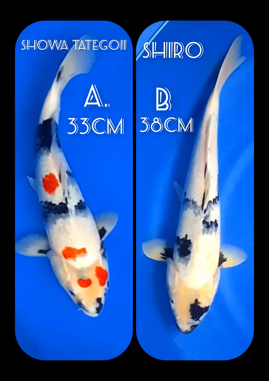 Lelang Koi Online, Jual Beli Ikan Koi, Pasar Koi Terbaik, Agen Lelang Koi, Penawaran Koi Berkualitas, Harga Jual Koi, Lelang Ikan Koi Import, Beli Koi Online, Jual Koi Murah, Koi Showroom, Penjual Koi Terpercaya, Lelang Koi Jakarta, Jual Koi Lokal, Koi Kualitas Unggul, Harga Terbaik Koi, Jual Koi Indukan, Lelang Ikan Hias Koi, Pasar Koi Indonesia, Beli Koi Berkualitas Tinggi, Koi Farm Terbesar, Jual Beli Koi Impor, Lelang Ikan Koi Kualitas Premium, Daftar Harga Koi Terbaru, Pusat Jual Beli Koi, Info Lelang Koi Hari Ini.