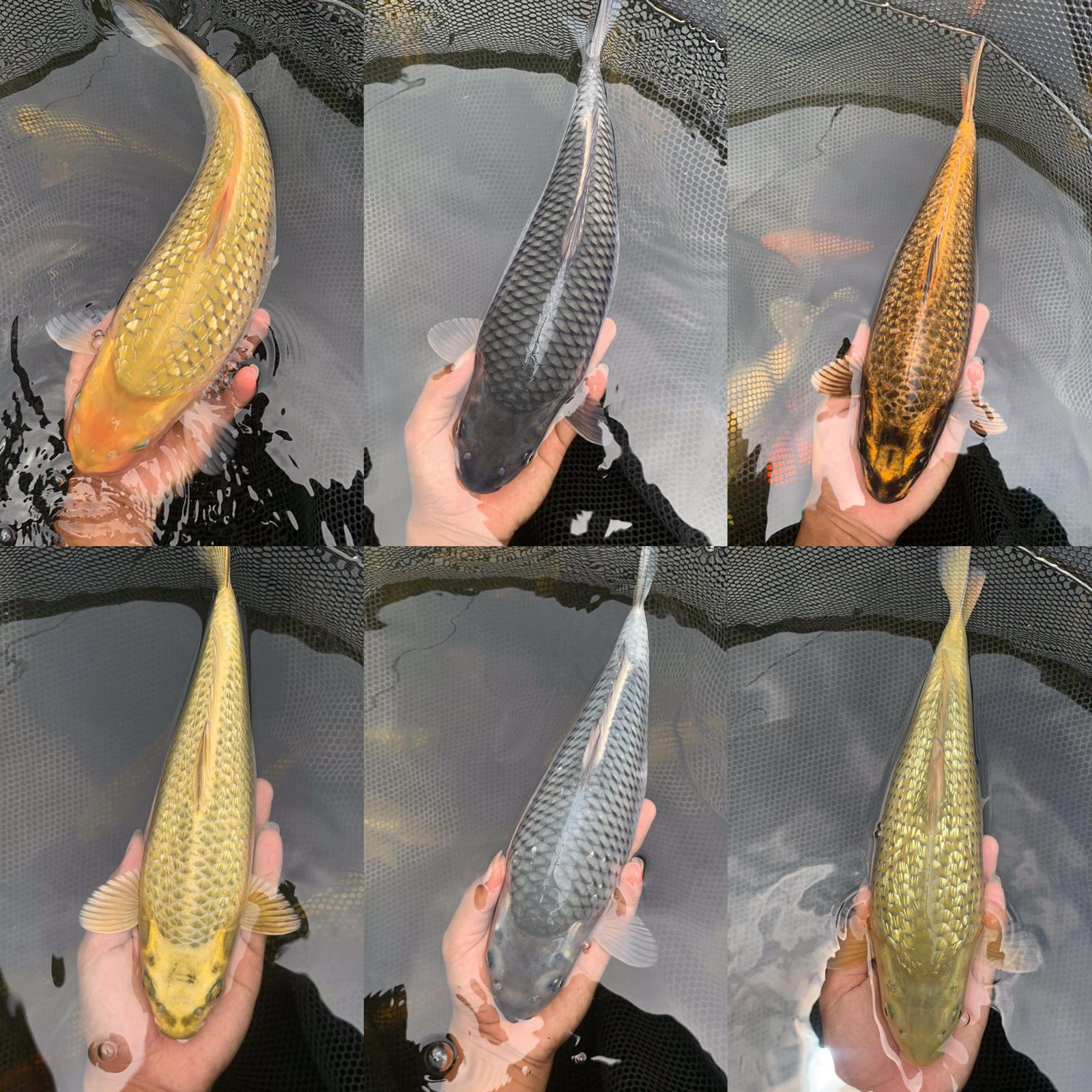 Lelang Koi Online, Jual Beli Ikan Koi, Pasar Koi Terbaik, Agen Lelang Koi, Penawaran Koi Berkualitas, Harga Jual Koi, Lelang Ikan Koi Import, Beli Koi Online, Jual Koi Murah, Koi Showroom, Penjual Koi Terpercaya, Lelang Koi Jakarta, Jual Koi Lokal, Koi Kualitas Unggul, Harga Terbaik Koi, Jual Koi Indukan, Lelang Ikan Hias Koi, Pasar Koi Indonesia, Beli Koi Berkualitas Tinggi, Koi Farm Terbesar, Jual Beli Koi Impor, Lelang Ikan Koi Kualitas Premium, Daftar Harga Koi Terbaru, Pusat Jual Beli Koi, Info Lelang Koi Hari Ini.