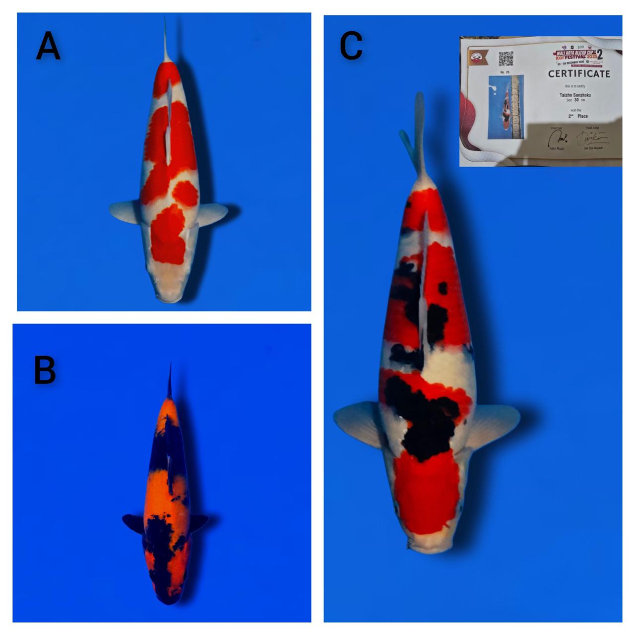 Lelang Koi Online, Jual Beli Ikan Koi, Pasar Koi Terbaik, Agen Lelang Koi, Penawaran Koi Berkualitas, Harga Jual Koi, Lelang Ikan Koi Import, Beli Koi Online, Jual Koi Murah, Koi Showroom, Penjual Koi Terpercaya, Lelang Koi Jakarta, Jual Koi Lokal, Koi Kualitas Unggul, Harga Terbaik Koi, Jual Koi Indukan, Lelang Ikan Hias Koi, Pasar Koi Indonesia, Beli Koi Berkualitas Tinggi, Koi Farm Terbesar, Jual Beli Koi Impor, Lelang Ikan Koi Kualitas Premium, Daftar Harga Koi Terbaru, Pusat Jual Beli Koi, Info Lelang Koi Hari Ini.