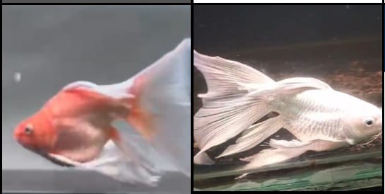 Lelang Koi Online, Jual Beli Ikan Koi, Pasar Koi Terbaik, Agen Lelang Koi, Penawaran Koi Berkualitas, Harga Jual Koi, Lelang Ikan Koi Import, Beli Koi Online, Jual Koi Murah, Koi Showroom, Penjual Koi Terpercaya, Lelang Koi Jakarta, Jual Koi Lokal, Koi Kualitas Unggul, Harga Terbaik Koi, Jual Koi Indukan, Lelang Ikan Hias Koi, Pasar Koi Indonesia, Beli Koi Berkualitas Tinggi, Koi Farm Terbesar, Jual Beli Koi Impor, Lelang Ikan Koi Kualitas Premium, Daftar Harga Koi Terbaru, Pusat Jual Beli Koi, Info Lelang Koi Hari Ini.