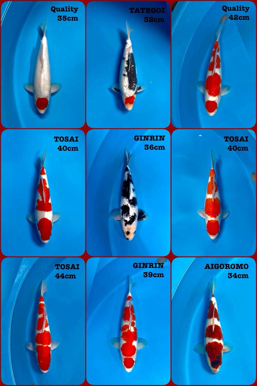 Lelang Koi Online, Jual Beli Ikan Koi, Pasar Koi Terbaik, Agen Lelang Koi, Penawaran Koi Berkualitas, Harga Jual Koi, Lelang Ikan Koi Import, Beli Koi Online, Jual Koi Murah, Koi Showroom, Penjual Koi Terpercaya, Lelang Koi Jakarta, Jual Koi Lokal, Koi Kualitas Unggul, Harga Terbaik Koi, Jual Koi Indukan, Lelang Ikan Hias Koi, Pasar Koi Indonesia, Beli Koi Berkualitas Tinggi, Koi Farm Terbesar, Jual Beli Koi Impor, Lelang Ikan Koi Kualitas Premium, Daftar Harga Koi Terbaru, Pusat Jual Beli Koi, Info Lelang Koi Hari Ini.