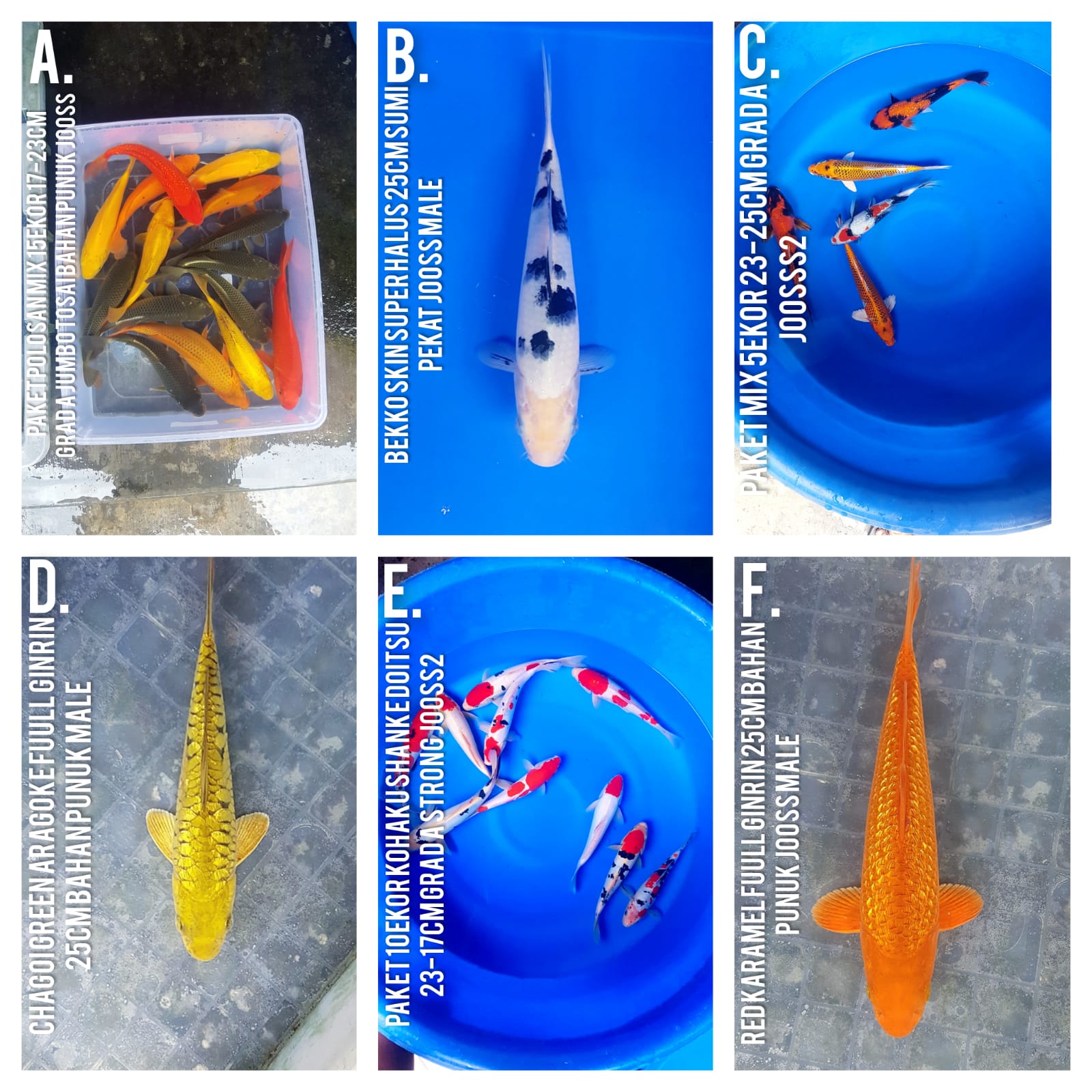 Lelang Koi Online, Jual Beli Ikan Koi, Pasar Koi Terbaik, Agen Lelang Koi, Penawaran Koi Berkualitas, Harga Jual Koi, Lelang Ikan Koi Import, Beli Koi Online, Jual Koi Murah, Koi Showroom, Penjual Koi Terpercaya, Lelang Koi Jakarta, Jual Koi Lokal, Koi Kualitas Unggul, Harga Terbaik Koi, Jual Koi Indukan, Lelang Ikan Hias Koi, Pasar Koi Indonesia, Beli Koi Berkualitas Tinggi, Koi Farm Terbesar, Jual Beli Koi Impor, Lelang Ikan Koi Kualitas Premium, Daftar Harga Koi Terbaru, Pusat Jual Beli Koi, Info Lelang Koi Hari Ini.