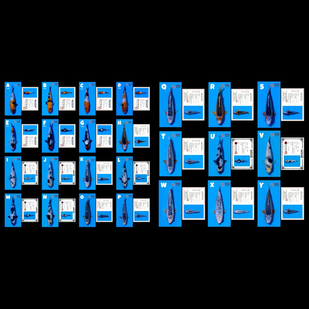 Lelang Koi Online, Jual Beli Ikan Koi, Pasar Koi Terbaik, Agen Lelang Koi, Penawaran Koi Berkualitas, Harga Jual Koi, Lelang Ikan Koi Import, Beli Koi Online, Jual Koi Murah, Koi Showroom, Penjual Koi Terpercaya, Lelang Koi Jakarta, Jual Koi Lokal, Koi Kualitas Unggul, Harga Terbaik Koi, Jual Koi Indukan, Lelang Ikan Hias Koi, Pasar Koi Indonesia, Beli Koi Berkualitas Tinggi, Koi Farm Terbesar, Jual Beli Koi Impor, Lelang Ikan Koi Kualitas Premium, Daftar Harga Koi Terbaru, Pusat Jual Beli Koi, Info Lelang Koi Hari Ini.