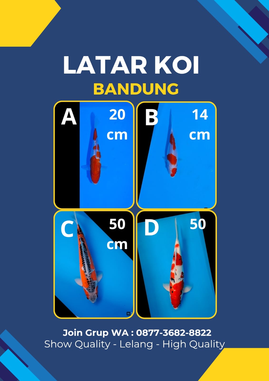 Lelang Koi Online, Jual Beli Ikan Koi, Pasar Koi Terbaik, Agen Lelang Koi, Penawaran Koi Berkualitas, Harga Jual Koi, Lelang Ikan Koi Import, Beli Koi Online, Jual Koi Murah, Koi Showroom, Penjual Koi Terpercaya, Lelang Koi Jakarta, Jual Koi Lokal, Koi Kualitas Unggul, Harga Terbaik Koi, Jual Koi Indukan, Lelang Ikan Hias Koi, Pasar Koi Indonesia, Beli Koi Berkualitas Tinggi, Koi Farm Terbesar, Jual Beli Koi Impor, Lelang Ikan Koi Kualitas Premium, Daftar Harga Koi Terbaru, Pusat Jual Beli Koi, Info Lelang Koi Hari Ini.