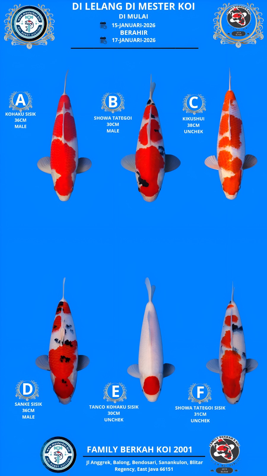 Lelang Koi Online, Jual Beli Ikan Koi, Pasar Koi Terbaik, Agen Lelang Koi, Penawaran Koi Berkualitas, Harga Jual Koi, Lelang Ikan Koi Import, Beli Koi Online, Jual Koi Murah, Koi Showroom, Penjual Koi Terpercaya, Lelang Koi Jakarta, Jual Koi Lokal, Koi Kualitas Unggul, Harga Terbaik Koi, Jual Koi Indukan, Lelang Ikan Hias Koi, Pasar Koi Indonesia, Beli Koi Berkualitas Tinggi, Koi Farm Terbesar, Jual Beli Koi Impor, Lelang Ikan Koi Kualitas Premium, Daftar Harga Koi Terbaru, Pusat Jual Beli Koi, Info Lelang Koi Hari Ini.