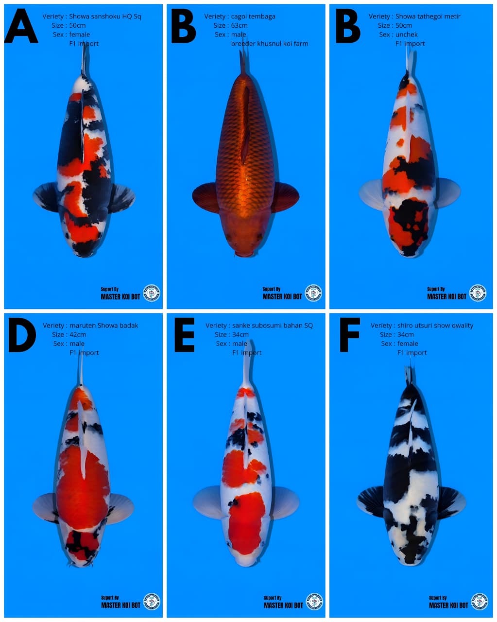 Lelang Koi Online, Jual Beli Ikan Koi, Pasar Koi Terbaik, Agen Lelang Koi, Penawaran Koi Berkualitas, Harga Jual Koi, Lelang Ikan Koi Import, Beli Koi Online, Jual Koi Murah, Koi Showroom, Penjual Koi Terpercaya, Lelang Koi Jakarta, Jual Koi Lokal, Koi Kualitas Unggul, Harga Terbaik Koi, Jual Koi Indukan, Lelang Ikan Hias Koi, Pasar Koi Indonesia, Beli Koi Berkualitas Tinggi, Koi Farm Terbesar, Jual Beli Koi Impor, Lelang Ikan Koi Kualitas Premium, Daftar Harga Koi Terbaru, Pusat Jual Beli Koi, Info Lelang Koi Hari Ini.