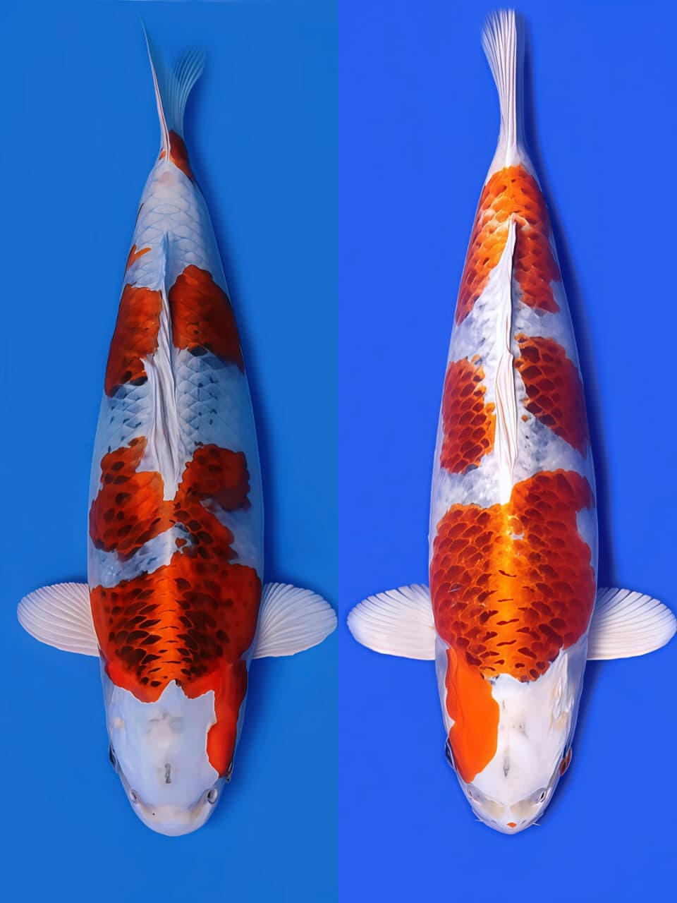 Lelang Koi Online, Jual Beli Ikan Koi, Pasar Koi Terbaik, Agen Lelang Koi, Penawaran Koi Berkualitas, Harga Jual Koi, Lelang Ikan Koi Import, Beli Koi Online, Jual Koi Murah, Koi Showroom, Penjual Koi Terpercaya, Lelang Koi Jakarta, Jual Koi Lokal, Koi Kualitas Unggul, Harga Terbaik Koi, Jual Koi Indukan, Lelang Ikan Hias Koi, Pasar Koi Indonesia, Beli Koi Berkualitas Tinggi, Koi Farm Terbesar, Jual Beli Koi Impor, Lelang Ikan Koi Kualitas Premium, Daftar Harga Koi Terbaru, Pusat Jual Beli Koi, Info Lelang Koi Hari Ini.