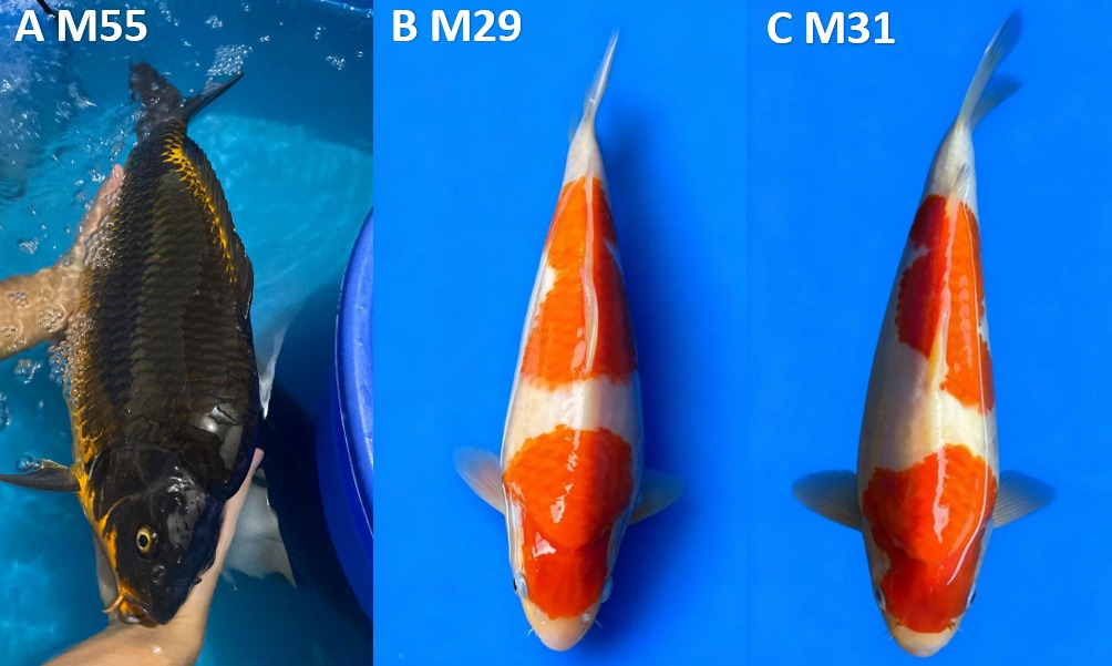 Lelang Koi Online, Jual Beli Ikan Koi, Pasar Koi Terbaik, Agen Lelang Koi, Penawaran Koi Berkualitas, Harga Jual Koi, Lelang Ikan Koi Import, Beli Koi Online, Jual Koi Murah, Koi Showroom, Penjual Koi Terpercaya, Lelang Koi Jakarta, Jual Koi Lokal, Koi Kualitas Unggul, Harga Terbaik Koi, Jual Koi Indukan, Lelang Ikan Hias Koi, Pasar Koi Indonesia, Beli Koi Berkualitas Tinggi, Koi Farm Terbesar, Jual Beli Koi Impor, Lelang Ikan Koi Kualitas Premium, Daftar Harga Koi Terbaru, Pusat Jual Beli Koi, Info Lelang Koi Hari Ini.