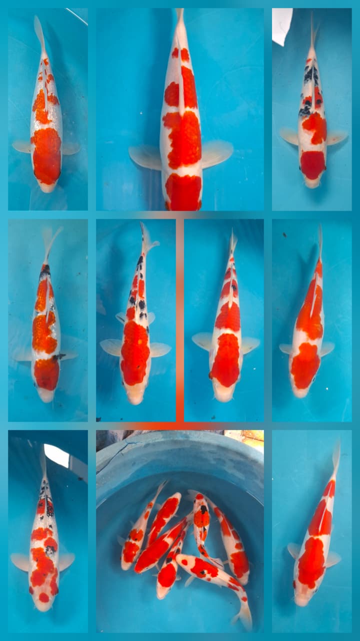 Lelang Koi Online, Jual Beli Ikan Koi, Pasar Koi Terbaik, Agen Lelang Koi, Penawaran Koi Berkualitas, Harga Jual Koi, Lelang Ikan Koi Import, Beli Koi Online, Jual Koi Murah, Koi Showroom, Penjual Koi Terpercaya, Lelang Koi Jakarta, Jual Koi Lokal, Koi Kualitas Unggul, Harga Terbaik Koi, Jual Koi Indukan, Lelang Ikan Hias Koi, Pasar Koi Indonesia, Beli Koi Berkualitas Tinggi, Koi Farm Terbesar, Jual Beli Koi Impor, Lelang Ikan Koi Kualitas Premium, Daftar Harga Koi Terbaru, Pusat Jual Beli Koi, Info Lelang Koi Hari Ini.