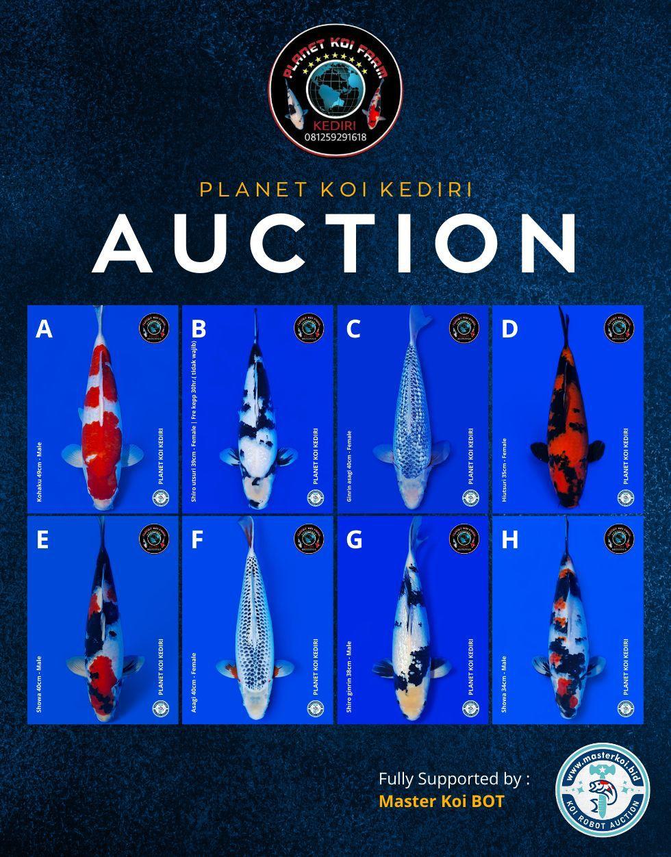 Lelang Koi Online, Jual Beli Ikan Koi, Pasar Koi Terbaik, Agen Lelang Koi, Penawaran Koi Berkualitas, Harga Jual Koi, Lelang Ikan Koi Import, Beli Koi Online, Jual Koi Murah, Koi Showroom, Penjual Koi Terpercaya, Lelang Koi Jakarta, Jual Koi Lokal, Koi Kualitas Unggul, Harga Terbaik Koi, Jual Koi Indukan, Lelang Ikan Hias Koi, Pasar Koi Indonesia, Beli Koi Berkualitas Tinggi, Koi Farm Terbesar, Jual Beli Koi Impor, Lelang Ikan Koi Kualitas Premium, Daftar Harga Koi Terbaru, Pusat Jual Beli Koi, Info Lelang Koi Hari Ini.