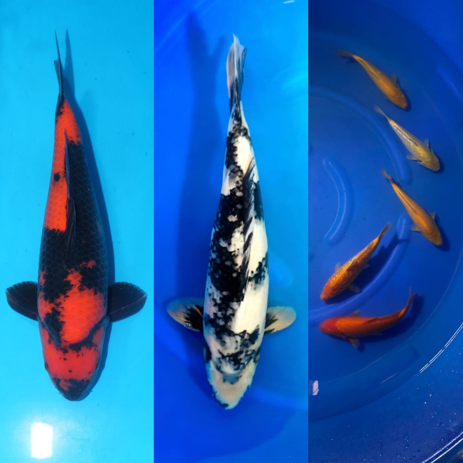 Lelang Koi Online, Jual Beli Ikan Koi, Pasar Koi Terbaik, Agen Lelang Koi, Penawaran Koi Berkualitas, Harga Jual Koi, Lelang Ikan Koi Import, Beli Koi Online, Jual Koi Murah, Koi Showroom, Penjual Koi Terpercaya, Lelang Koi Jakarta, Jual Koi Lokal, Koi Kualitas Unggul, Harga Terbaik Koi, Jual Koi Indukan, Lelang Ikan Hias Koi, Pasar Koi Indonesia, Beli Koi Berkualitas Tinggi, Koi Farm Terbesar, Jual Beli Koi Impor, Lelang Ikan Koi Kualitas Premium, Daftar Harga Koi Terbaru, Pusat Jual Beli Koi, Info Lelang Koi Hari Ini.
