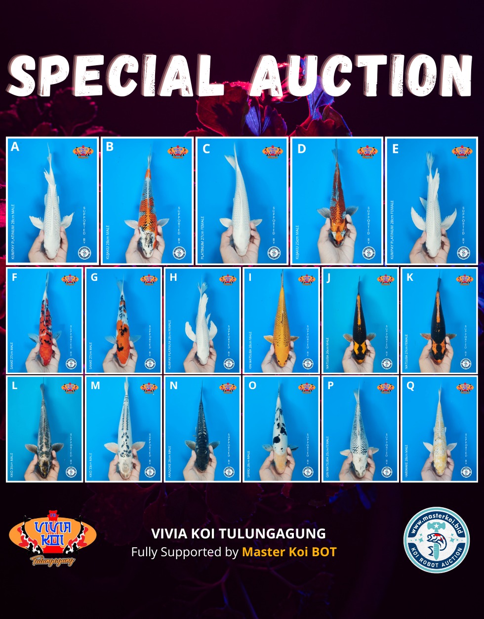 Lelang Koi Online, Jual Beli Ikan Koi, Pasar Koi Terbaik, Agen Lelang Koi, Penawaran Koi Berkualitas, Harga Jual Koi, Lelang Ikan Koi Import, Beli Koi Online, Jual Koi Murah, Koi Showroom, Penjual Koi Terpercaya, Lelang Koi Jakarta, Jual Koi Lokal, Koi Kualitas Unggul, Harga Terbaik Koi, Jual Koi Indukan, Lelang Ikan Hias Koi, Pasar Koi Indonesia, Beli Koi Berkualitas Tinggi, Koi Farm Terbesar, Jual Beli Koi Impor, Lelang Ikan Koi Kualitas Premium, Daftar Harga Koi Terbaru, Pusat Jual Beli Koi, Info Lelang Koi Hari Ini.