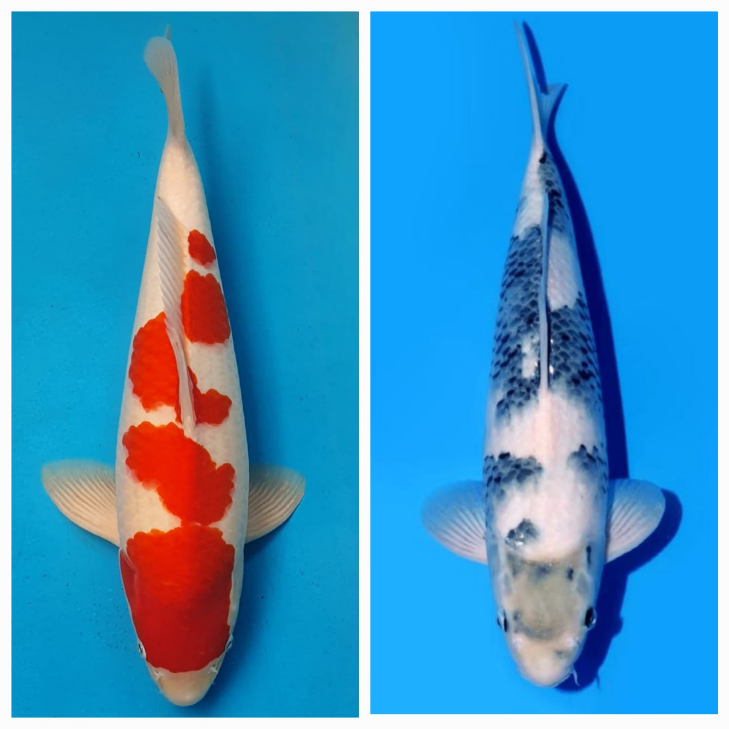 Lelang Koi Online, Jual Beli Ikan Koi, Pasar Koi Terbaik, Agen Lelang Koi, Penawaran Koi Berkualitas, Harga Jual Koi, Lelang Ikan Koi Import, Beli Koi Online, Jual Koi Murah, Koi Showroom, Penjual Koi Terpercaya, Lelang Koi Jakarta, Jual Koi Lokal, Koi Kualitas Unggul, Harga Terbaik Koi, Jual Koi Indukan, Lelang Ikan Hias Koi, Pasar Koi Indonesia, Beli Koi Berkualitas Tinggi, Koi Farm Terbesar, Jual Beli Koi Impor, Lelang Ikan Koi Kualitas Premium, Daftar Harga Koi Terbaru, Pusat Jual Beli Koi, Info Lelang Koi Hari Ini.