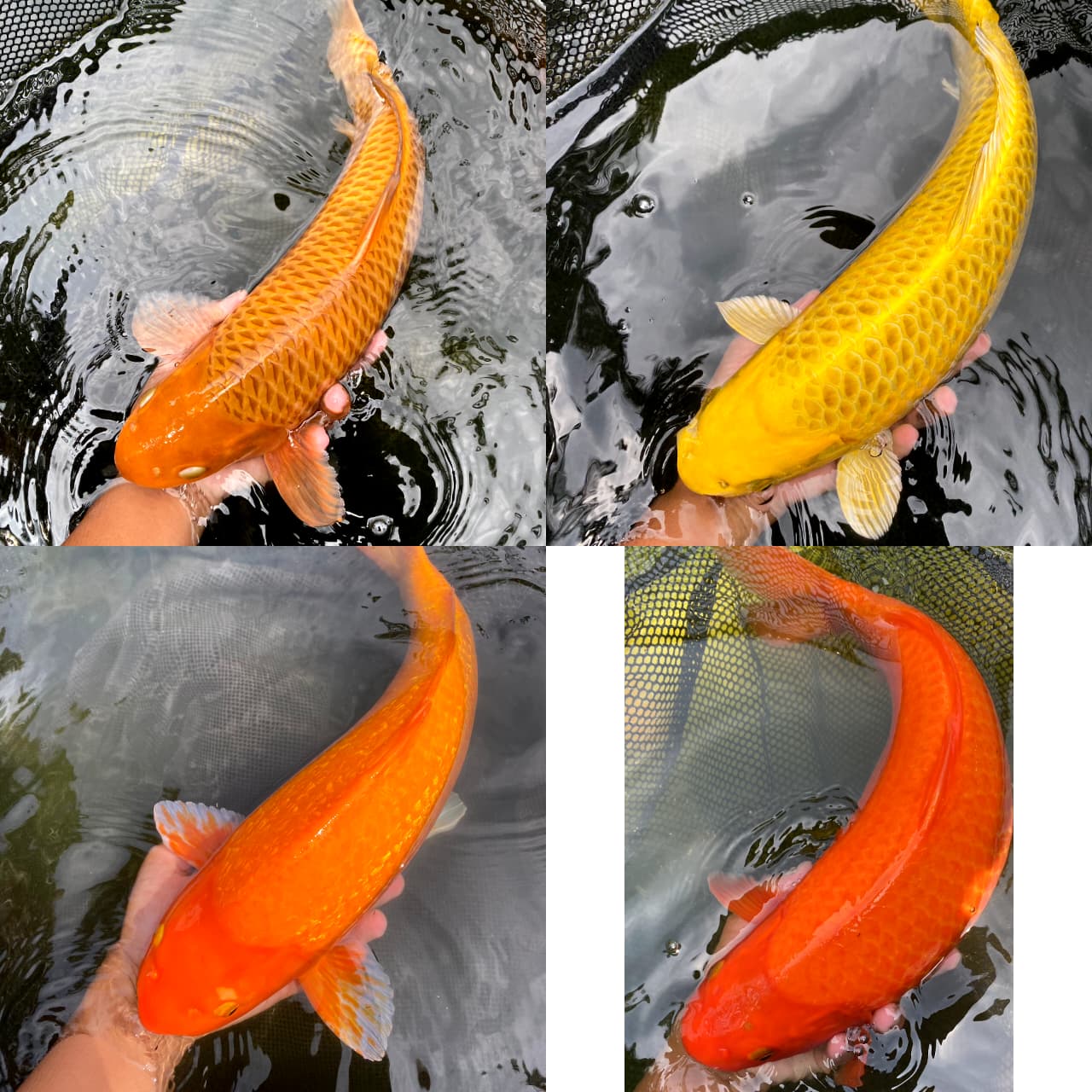 Lelang Koi Online, Jual Beli Ikan Koi, Pasar Koi Terbaik, Agen Lelang Koi, Penawaran Koi Berkualitas, Harga Jual Koi, Lelang Ikan Koi Import, Beli Koi Online, Jual Koi Murah, Koi Showroom, Penjual Koi Terpercaya, Lelang Koi Jakarta, Jual Koi Lokal, Koi Kualitas Unggul, Harga Terbaik Koi, Jual Koi Indukan, Lelang Ikan Hias Koi, Pasar Koi Indonesia, Beli Koi Berkualitas Tinggi, Koi Farm Terbesar, Jual Beli Koi Impor, Lelang Ikan Koi Kualitas Premium, Daftar Harga Koi Terbaru, Pusat Jual Beli Koi, Info Lelang Koi Hari Ini.