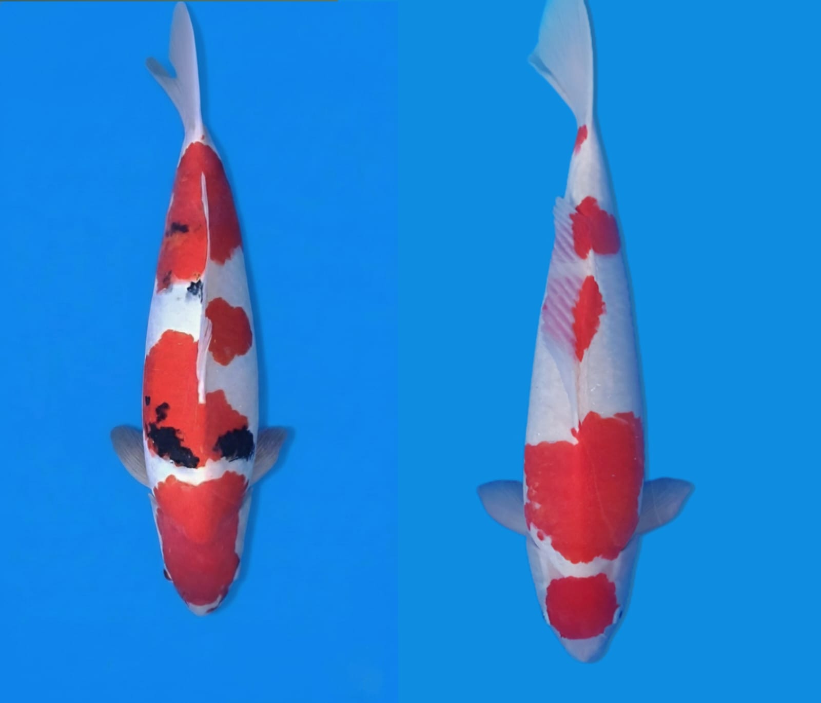 Lelang Koi Online, Jual Beli Ikan Koi, Pasar Koi Terbaik, Agen Lelang Koi, Penawaran Koi Berkualitas, Harga Jual Koi, Lelang Ikan Koi Import, Beli Koi Online, Jual Koi Murah, Koi Showroom, Penjual Koi Terpercaya, Lelang Koi Jakarta, Jual Koi Lokal, Koi Kualitas Unggul, Harga Terbaik Koi, Jual Koi Indukan, Lelang Ikan Hias Koi, Pasar Koi Indonesia, Beli Koi Berkualitas Tinggi, Koi Farm Terbesar, Jual Beli Koi Impor, Lelang Ikan Koi Kualitas Premium, Daftar Harga Koi Terbaru, Pusat Jual Beli Koi, Info Lelang Koi Hari Ini.