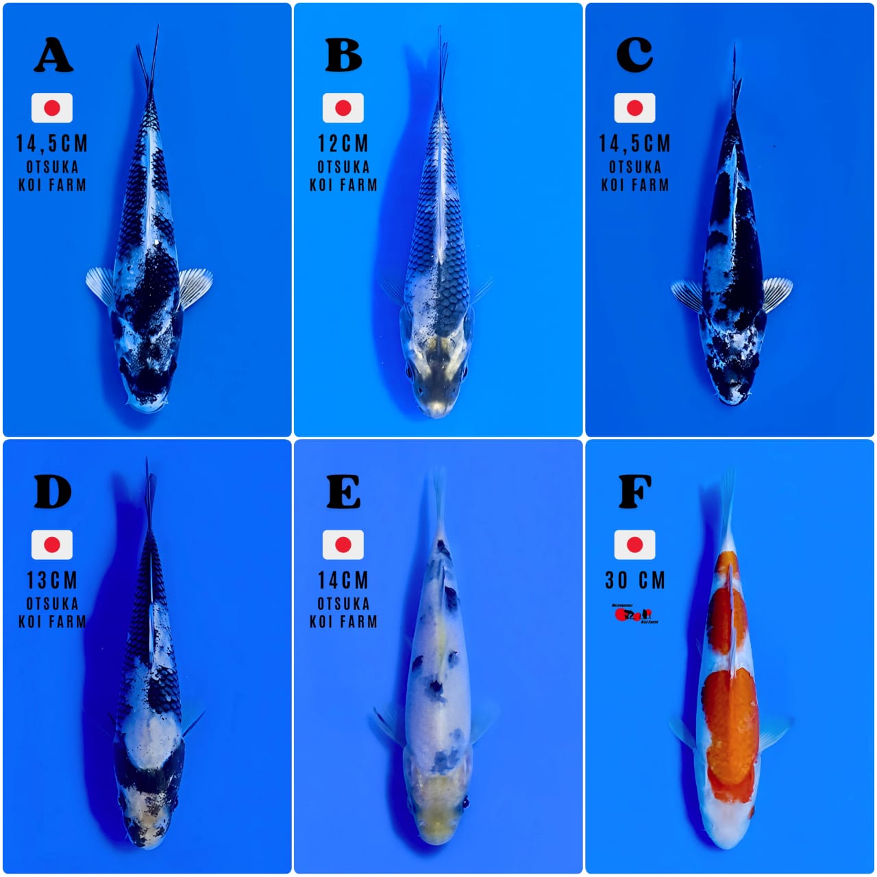 Lelang Koi Online, Jual Beli Ikan Koi, Pasar Koi Terbaik, Agen Lelang Koi, Penawaran Koi Berkualitas, Harga Jual Koi, Lelang Ikan Koi Import, Beli Koi Online, Jual Koi Murah, Koi Showroom, Penjual Koi Terpercaya, Lelang Koi Jakarta, Jual Koi Lokal, Koi Kualitas Unggul, Harga Terbaik Koi, Jual Koi Indukan, Lelang Ikan Hias Koi, Pasar Koi Indonesia, Beli Koi Berkualitas Tinggi, Koi Farm Terbesar, Jual Beli Koi Impor, Lelang Ikan Koi Kualitas Premium, Daftar Harga Koi Terbaru, Pusat Jual Beli Koi, Info Lelang Koi Hari Ini.