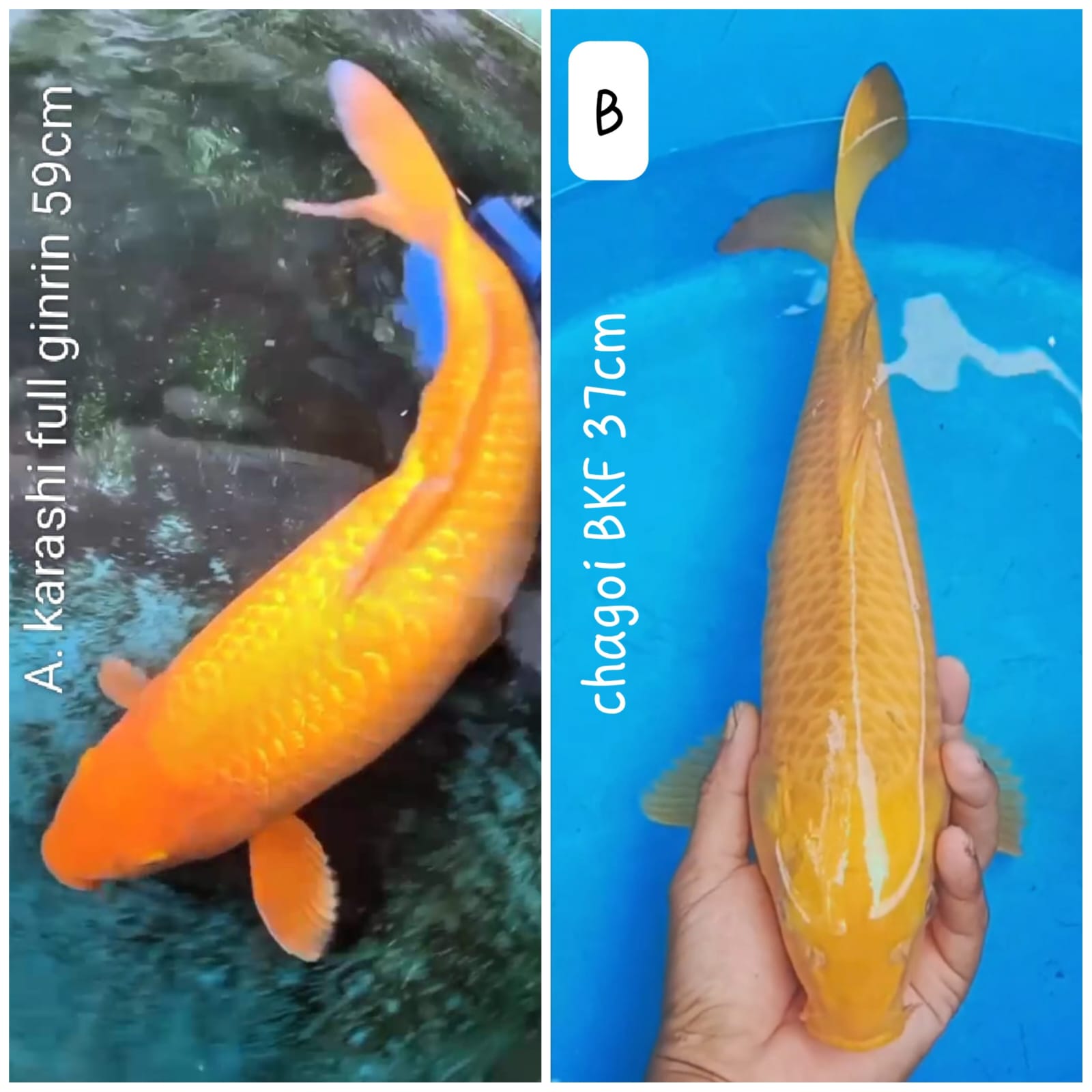 Lelang Koi Online, Jual Beli Ikan Koi, Pasar Koi Terbaik, Agen Lelang Koi, Penawaran Koi Berkualitas, Harga Jual Koi, Lelang Ikan Koi Import, Beli Koi Online, Jual Koi Murah, Koi Showroom, Penjual Koi Terpercaya, Lelang Koi Jakarta, Jual Koi Lokal, Koi Kualitas Unggul, Harga Terbaik Koi, Jual Koi Indukan, Lelang Ikan Hias Koi, Pasar Koi Indonesia, Beli Koi Berkualitas Tinggi, Koi Farm Terbesar, Jual Beli Koi Impor, Lelang Ikan Koi Kualitas Premium, Daftar Harga Koi Terbaru, Pusat Jual Beli Koi, Info Lelang Koi Hari Ini.
