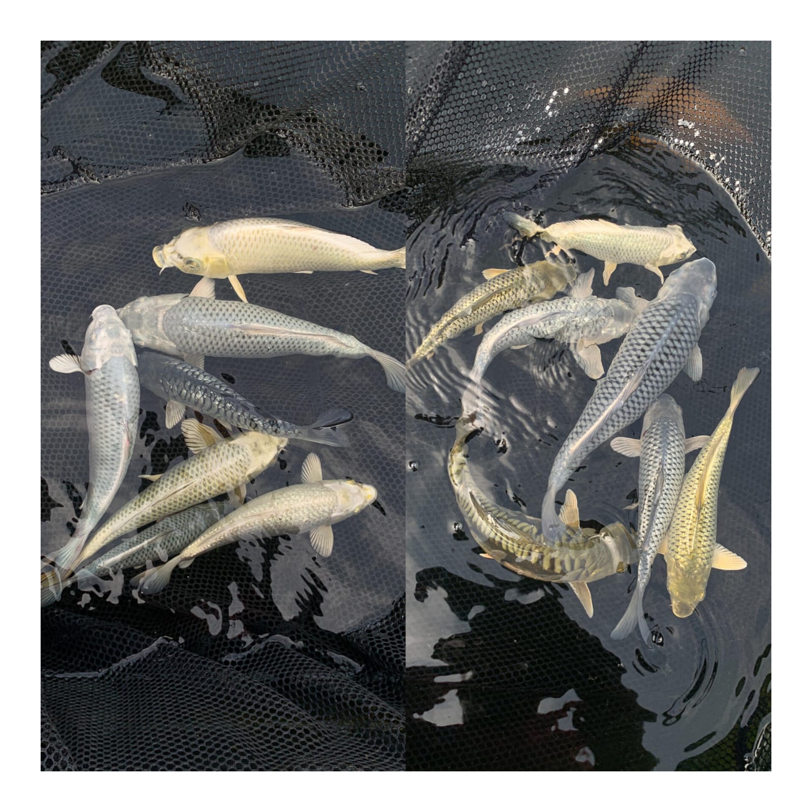 Lelang Koi Online, Jual Beli Ikan Koi, Pasar Koi Terbaik, Agen Lelang Koi, Penawaran Koi Berkualitas, Harga Jual Koi, Lelang Ikan Koi Import, Beli Koi Online, Jual Koi Murah, Koi Showroom, Penjual Koi Terpercaya, Lelang Koi Jakarta, Jual Koi Lokal, Koi Kualitas Unggul, Harga Terbaik Koi, Jual Koi Indukan, Lelang Ikan Hias Koi, Pasar Koi Indonesia, Beli Koi Berkualitas Tinggi, Koi Farm Terbesar, Jual Beli Koi Impor, Lelang Ikan Koi Kualitas Premium, Daftar Harga Koi Terbaru, Pusat Jual Beli Koi, Info Lelang Koi Hari Ini.