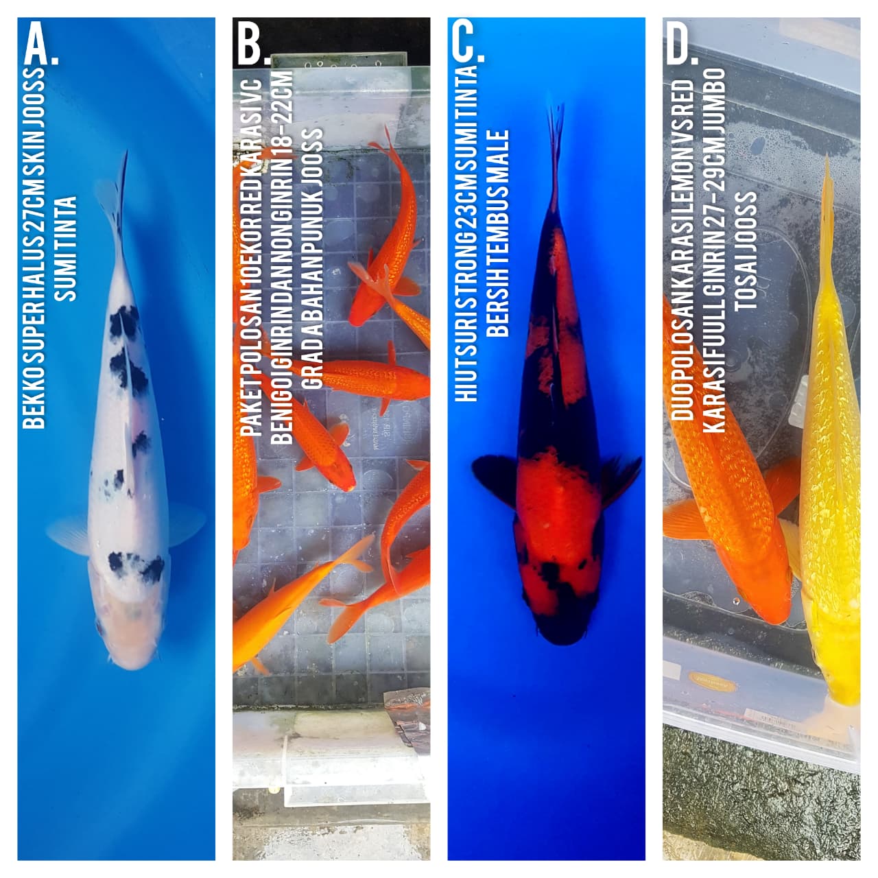 Lelang Koi Online, Jual Beli Ikan Koi, Pasar Koi Terbaik, Agen Lelang Koi, Penawaran Koi Berkualitas, Harga Jual Koi, Lelang Ikan Koi Import, Beli Koi Online, Jual Koi Murah, Koi Showroom, Penjual Koi Terpercaya, Lelang Koi Jakarta, Jual Koi Lokal, Koi Kualitas Unggul, Harga Terbaik Koi, Jual Koi Indukan, Lelang Ikan Hias Koi, Pasar Koi Indonesia, Beli Koi Berkualitas Tinggi, Koi Farm Terbesar, Jual Beli Koi Impor, Lelang Ikan Koi Kualitas Premium, Daftar Harga Koi Terbaru, Pusat Jual Beli Koi, Info Lelang Koi Hari Ini.