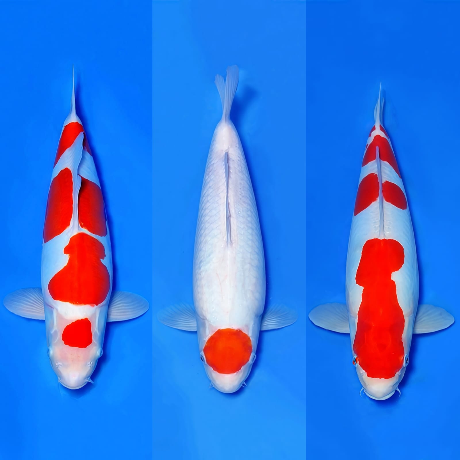 Lelang Koi Online, Jual Beli Ikan Koi, Pasar Koi Terbaik, Agen Lelang Koi, Penawaran Koi Berkualitas, Harga Jual Koi, Lelang Ikan Koi Import, Beli Koi Online, Jual Koi Murah, Koi Showroom, Penjual Koi Terpercaya, Lelang Koi Jakarta, Jual Koi Lokal, Koi Kualitas Unggul, Harga Terbaik Koi, Jual Koi Indukan, Lelang Ikan Hias Koi, Pasar Koi Indonesia, Beli Koi Berkualitas Tinggi, Koi Farm Terbesar, Jual Beli Koi Impor, Lelang Ikan Koi Kualitas Premium, Daftar Harga Koi Terbaru, Pusat Jual Beli Koi, Info Lelang Koi Hari Ini.