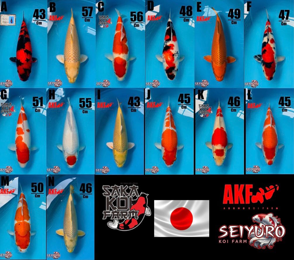 Lelang Koi Online, Jual Beli Ikan Koi, Pasar Koi Terbaik, Agen Lelang Koi, Penawaran Koi Berkualitas, Harga Jual Koi, Lelang Ikan Koi Import, Beli Koi Online, Jual Koi Murah, Koi Showroom, Penjual Koi Terpercaya, Lelang Koi Jakarta, Jual Koi Lokal, Koi Kualitas Unggul, Harga Terbaik Koi, Jual Koi Indukan, Lelang Ikan Hias Koi, Pasar Koi Indonesia, Beli Koi Berkualitas Tinggi, Koi Farm Terbesar, Jual Beli Koi Impor, Lelang Ikan Koi Kualitas Premium, Daftar Harga Koi Terbaru, Pusat Jual Beli Koi, Info Lelang Koi Hari Ini.