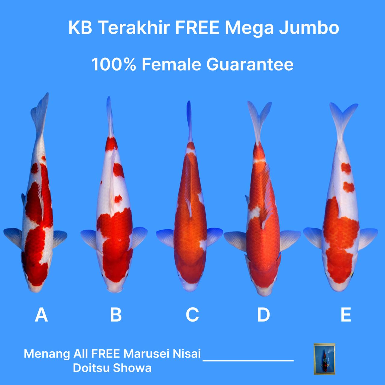 Lelang Koi Online, Jual Beli Ikan Koi, Pasar Koi Terbaik, Agen Lelang Koi, Penawaran Koi Berkualitas, Harga Jual Koi, Lelang Ikan Koi Import, Beli Koi Online, Jual Koi Murah, Koi Showroom, Penjual Koi Terpercaya, Lelang Koi Jakarta, Jual Koi Lokal, Koi Kualitas Unggul, Harga Terbaik Koi, Jual Koi Indukan, Lelang Ikan Hias Koi, Pasar Koi Indonesia, Beli Koi Berkualitas Tinggi, Koi Farm Terbesar, Jual Beli Koi Impor, Lelang Ikan Koi Kualitas Premium, Daftar Harga Koi Terbaru, Pusat Jual Beli Koi, Info Lelang Koi Hari Ini.