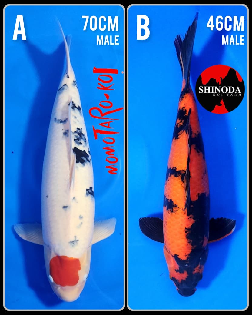 Lelang Koi Online, Jual Beli Ikan Koi, Pasar Koi Terbaik, Agen Lelang Koi, Penawaran Koi Berkualitas, Harga Jual Koi, Lelang Ikan Koi Import, Beli Koi Online, Jual Koi Murah, Koi Showroom, Penjual Koi Terpercaya, Lelang Koi Jakarta, Jual Koi Lokal, Koi Kualitas Unggul, Harga Terbaik Koi, Jual Koi Indukan, Lelang Ikan Hias Koi, Pasar Koi Indonesia, Beli Koi Berkualitas Tinggi, Koi Farm Terbesar, Jual Beli Koi Impor, Lelang Ikan Koi Kualitas Premium, Daftar Harga Koi Terbaru, Pusat Jual Beli Koi, Info Lelang Koi Hari Ini.