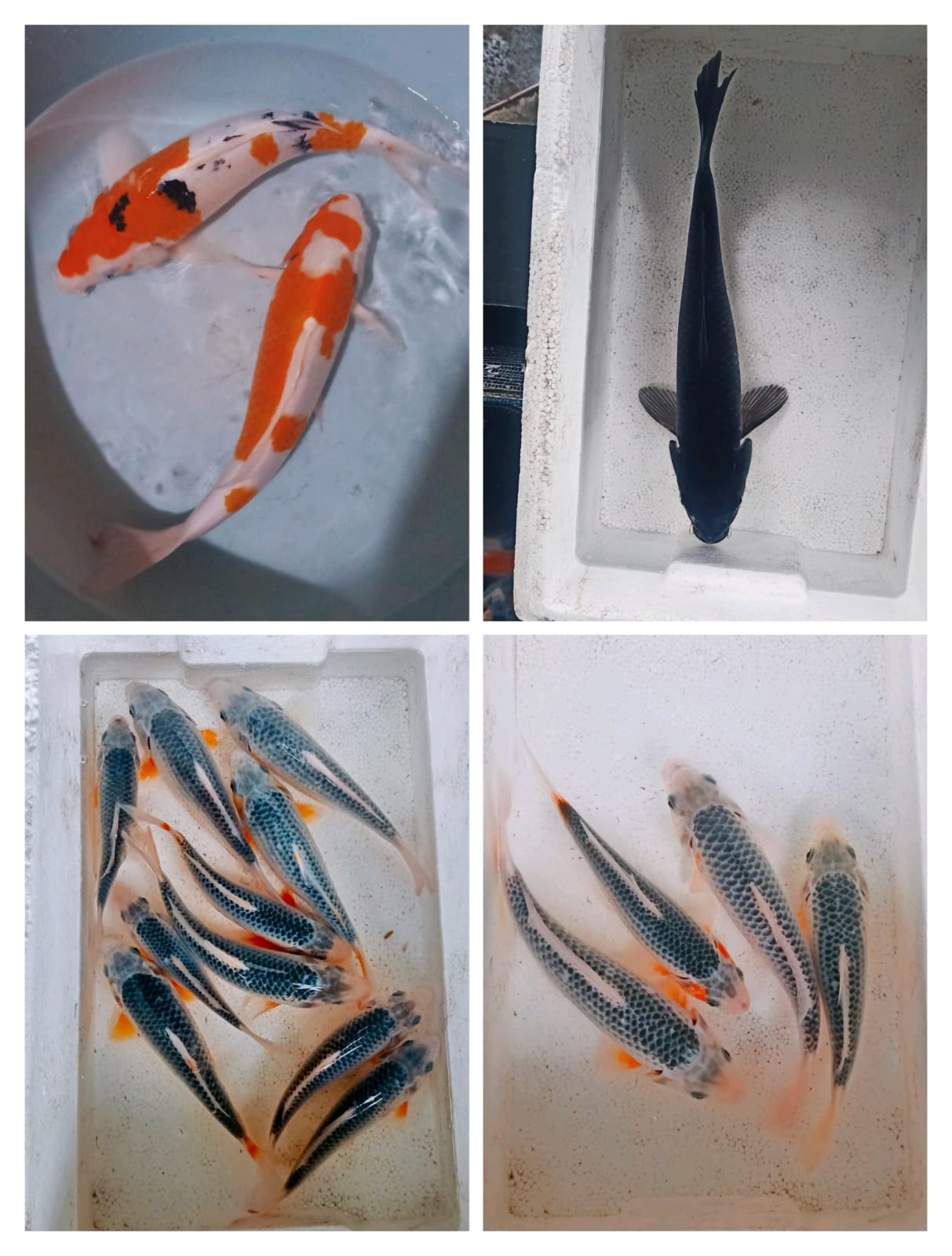 Lelang Koi Online, Jual Beli Ikan Koi, Pasar Koi Terbaik, Agen Lelang Koi, Penawaran Koi Berkualitas, Harga Jual Koi, Lelang Ikan Koi Import, Beli Koi Online, Jual Koi Murah, Koi Showroom, Penjual Koi Terpercaya, Lelang Koi Jakarta, Jual Koi Lokal, Koi Kualitas Unggul, Harga Terbaik Koi, Jual Koi Indukan, Lelang Ikan Hias Koi, Pasar Koi Indonesia, Beli Koi Berkualitas Tinggi, Koi Farm Terbesar, Jual Beli Koi Impor, Lelang Ikan Koi Kualitas Premium, Daftar Harga Koi Terbaru, Pusat Jual Beli Koi, Info Lelang Koi Hari Ini.