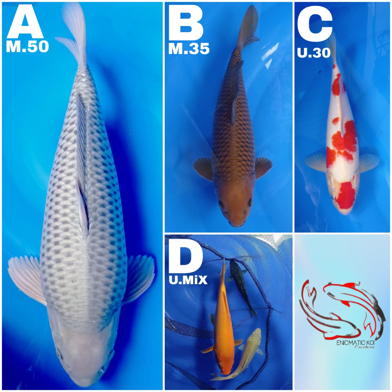 Lelang Koi Online, Jual Beli Ikan Koi, Pasar Koi Terbaik, Agen Lelang Koi, Penawaran Koi Berkualitas, Harga Jual Koi, Lelang Ikan Koi Import, Beli Koi Online, Jual Koi Murah, Koi Showroom, Penjual Koi Terpercaya, Lelang Koi Jakarta, Jual Koi Lokal, Koi Kualitas Unggul, Harga Terbaik Koi, Jual Koi Indukan, Lelang Ikan Hias Koi, Pasar Koi Indonesia, Beli Koi Berkualitas Tinggi, Koi Farm Terbesar, Jual Beli Koi Impor, Lelang Ikan Koi Kualitas Premium, Daftar Harga Koi Terbaru, Pusat Jual Beli Koi, Info Lelang Koi Hari Ini.