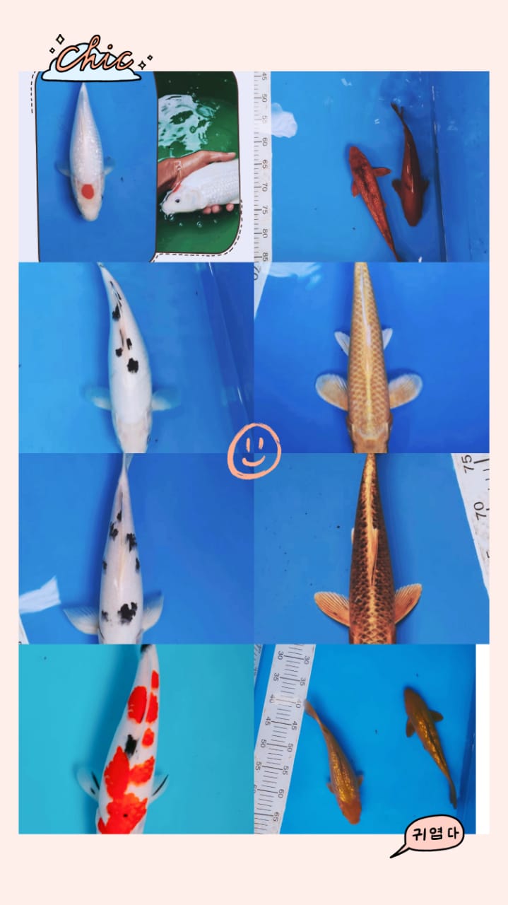 Lelang Koi Online, Jual Beli Ikan Koi, Pasar Koi Terbaik, Agen Lelang Koi, Penawaran Koi Berkualitas, Harga Jual Koi, Lelang Ikan Koi Import, Beli Koi Online, Jual Koi Murah, Koi Showroom, Penjual Koi Terpercaya, Lelang Koi Jakarta, Jual Koi Lokal, Koi Kualitas Unggul, Harga Terbaik Koi, Jual Koi Indukan, Lelang Ikan Hias Koi, Pasar Koi Indonesia, Beli Koi Berkualitas Tinggi, Koi Farm Terbesar, Jual Beli Koi Impor, Lelang Ikan Koi Kualitas Premium, Daftar Harga Koi Terbaru, Pusat Jual Beli Koi, Info Lelang Koi Hari Ini.
