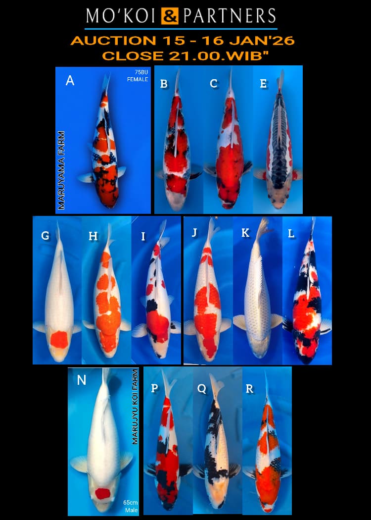 Lelang Koi Online, Jual Beli Ikan Koi, Pasar Koi Terbaik, Agen Lelang Koi, Penawaran Koi Berkualitas, Harga Jual Koi, Lelang Ikan Koi Import, Beli Koi Online, Jual Koi Murah, Koi Showroom, Penjual Koi Terpercaya, Lelang Koi Jakarta, Jual Koi Lokal, Koi Kualitas Unggul, Harga Terbaik Koi, Jual Koi Indukan, Lelang Ikan Hias Koi, Pasar Koi Indonesia, Beli Koi Berkualitas Tinggi, Koi Farm Terbesar, Jual Beli Koi Impor, Lelang Ikan Koi Kualitas Premium, Daftar Harga Koi Terbaru, Pusat Jual Beli Koi, Info Lelang Koi Hari Ini.