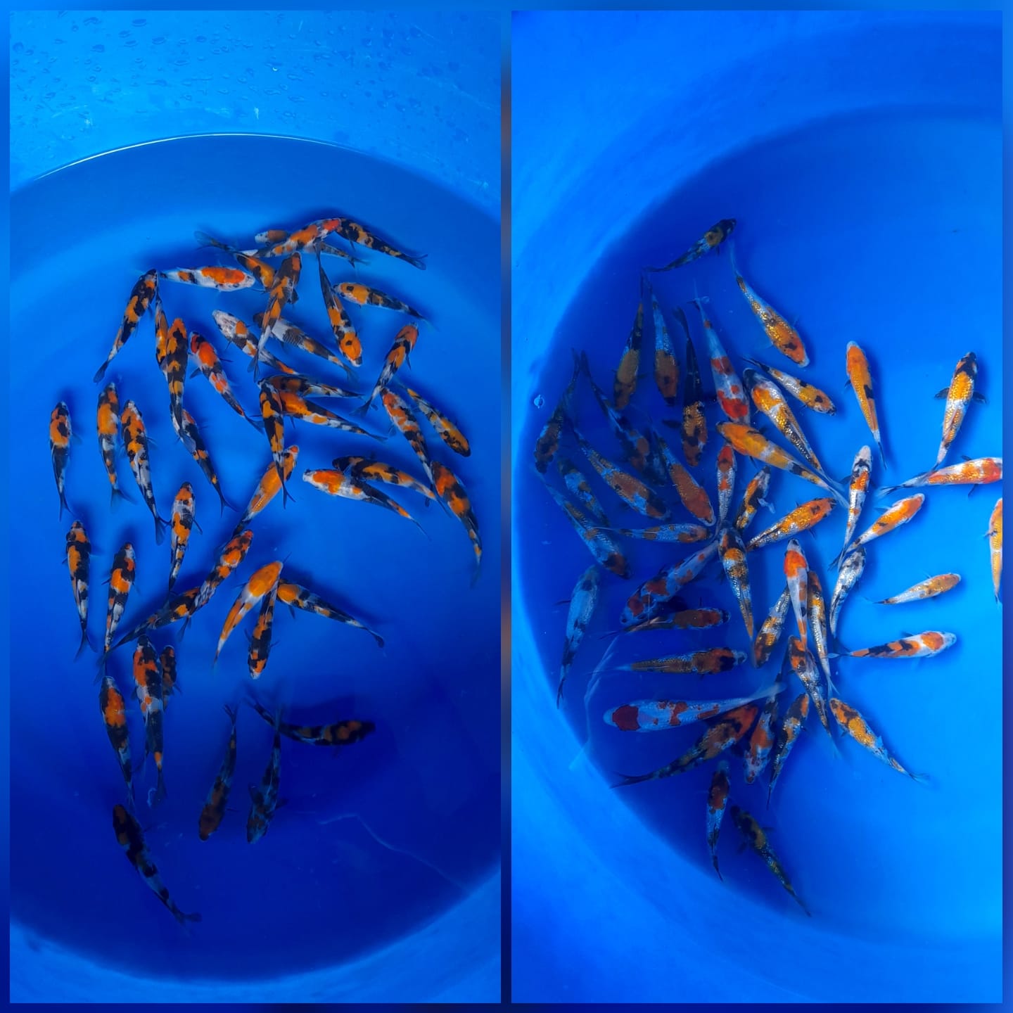 Lelang Koi Online, Jual Beli Ikan Koi, Pasar Koi Terbaik, Agen Lelang Koi, Penawaran Koi Berkualitas, Harga Jual Koi, Lelang Ikan Koi Import, Beli Koi Online, Jual Koi Murah, Koi Showroom, Penjual Koi Terpercaya, Lelang Koi Jakarta, Jual Koi Lokal, Koi Kualitas Unggul, Harga Terbaik Koi, Jual Koi Indukan, Lelang Ikan Hias Koi, Pasar Koi Indonesia, Beli Koi Berkualitas Tinggi, Koi Farm Terbesar, Jual Beli Koi Impor, Lelang Ikan Koi Kualitas Premium, Daftar Harga Koi Terbaru, Pusat Jual Beli Koi, Info Lelang Koi Hari Ini.
