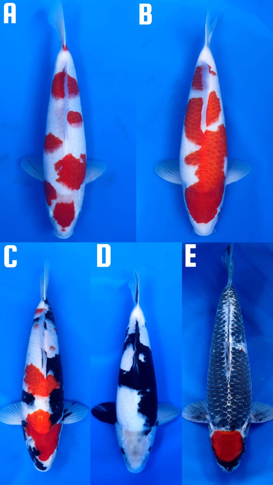 Lelang Koi Online, Jual Beli Ikan Koi, Pasar Koi Terbaik, Agen Lelang Koi, Penawaran Koi Berkualitas, Harga Jual Koi, Lelang Ikan Koi Import, Beli Koi Online, Jual Koi Murah, Koi Showroom, Penjual Koi Terpercaya, Lelang Koi Jakarta, Jual Koi Lokal, Koi Kualitas Unggul, Harga Terbaik Koi, Jual Koi Indukan, Lelang Ikan Hias Koi, Pasar Koi Indonesia, Beli Koi Berkualitas Tinggi, Koi Farm Terbesar, Jual Beli Koi Impor, Lelang Ikan Koi Kualitas Premium, Daftar Harga Koi Terbaru, Pusat Jual Beli Koi, Info Lelang Koi Hari Ini.