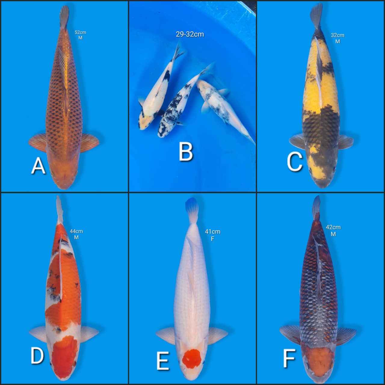 Lelang Koi Online, Jual Beli Ikan Koi, Pasar Koi Terbaik, Agen Lelang Koi, Penawaran Koi Berkualitas, Harga Jual Koi, Lelang Ikan Koi Import, Beli Koi Online, Jual Koi Murah, Koi Showroom, Penjual Koi Terpercaya, Lelang Koi Jakarta, Jual Koi Lokal, Koi Kualitas Unggul, Harga Terbaik Koi, Jual Koi Indukan, Lelang Ikan Hias Koi, Pasar Koi Indonesia, Beli Koi Berkualitas Tinggi, Koi Farm Terbesar, Jual Beli Koi Impor, Lelang Ikan Koi Kualitas Premium, Daftar Harga Koi Terbaru, Pusat Jual Beli Koi, Info Lelang Koi Hari Ini.