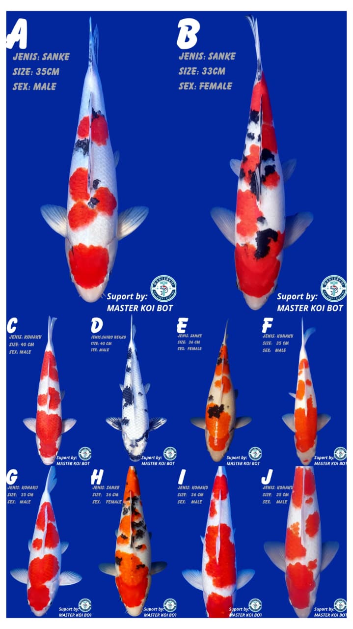 Lelang Koi Online, Jual Beli Ikan Koi, Pasar Koi Terbaik, Agen Lelang Koi, Penawaran Koi Berkualitas, Harga Jual Koi, Lelang Ikan Koi Import, Beli Koi Online, Jual Koi Murah, Koi Showroom, Penjual Koi Terpercaya, Lelang Koi Jakarta, Jual Koi Lokal, Koi Kualitas Unggul, Harga Terbaik Koi, Jual Koi Indukan, Lelang Ikan Hias Koi, Pasar Koi Indonesia, Beli Koi Berkualitas Tinggi, Koi Farm Terbesar, Jual Beli Koi Impor, Lelang Ikan Koi Kualitas Premium, Daftar Harga Koi Terbaru, Pusat Jual Beli Koi, Info Lelang Koi Hari Ini.