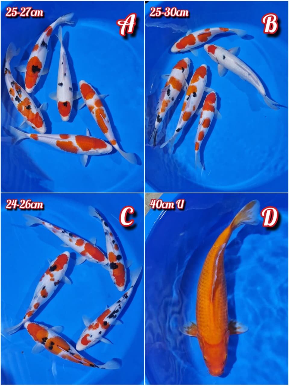 Lelang Koi Online, Jual Beli Ikan Koi, Pasar Koi Terbaik, Agen Lelang Koi, Penawaran Koi Berkualitas, Harga Jual Koi, Lelang Ikan Koi Import, Beli Koi Online, Jual Koi Murah, Koi Showroom, Penjual Koi Terpercaya, Lelang Koi Jakarta, Jual Koi Lokal, Koi Kualitas Unggul, Harga Terbaik Koi, Jual Koi Indukan, Lelang Ikan Hias Koi, Pasar Koi Indonesia, Beli Koi Berkualitas Tinggi, Koi Farm Terbesar, Jual Beli Koi Impor, Lelang Ikan Koi Kualitas Premium, Daftar Harga Koi Terbaru, Pusat Jual Beli Koi, Info Lelang Koi Hari Ini.