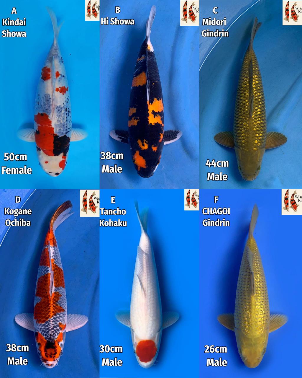 Lelang Koi Online, Jual Beli Ikan Koi, Pasar Koi Terbaik, Agen Lelang Koi, Penawaran Koi Berkualitas, Harga Jual Koi, Lelang Ikan Koi Import, Beli Koi Online, Jual Koi Murah, Koi Showroom, Penjual Koi Terpercaya, Lelang Koi Jakarta, Jual Koi Lokal, Koi Kualitas Unggul, Harga Terbaik Koi, Jual Koi Indukan, Lelang Ikan Hias Koi, Pasar Koi Indonesia, Beli Koi Berkualitas Tinggi, Koi Farm Terbesar, Jual Beli Koi Impor, Lelang Ikan Koi Kualitas Premium, Daftar Harga Koi Terbaru, Pusat Jual Beli Koi, Info Lelang Koi Hari Ini.