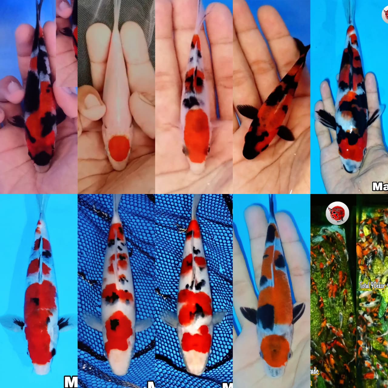 Lelang Koi Online, Jual Beli Ikan Koi, Pasar Koi Terbaik, Agen Lelang Koi, Penawaran Koi Berkualitas, Harga Jual Koi, Lelang Ikan Koi Import, Beli Koi Online, Jual Koi Murah, Koi Showroom, Penjual Koi Terpercaya, Lelang Koi Jakarta, Jual Koi Lokal, Koi Kualitas Unggul, Harga Terbaik Koi, Jual Koi Indukan, Lelang Ikan Hias Koi, Pasar Koi Indonesia, Beli Koi Berkualitas Tinggi, Koi Farm Terbesar, Jual Beli Koi Impor, Lelang Ikan Koi Kualitas Premium, Daftar Harga Koi Terbaru, Pusat Jual Beli Koi, Info Lelang Koi Hari Ini.