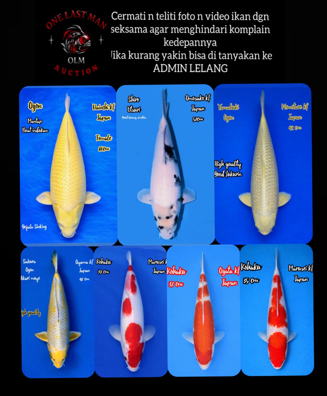 Lelang Koi Online, Jual Beli Ikan Koi, Pasar Koi Terbaik, Agen Lelang Koi, Penawaran Koi Berkualitas, Harga Jual Koi, Lelang Ikan Koi Import, Beli Koi Online, Jual Koi Murah, Koi Showroom, Penjual Koi Terpercaya, Lelang Koi Jakarta, Jual Koi Lokal, Koi Kualitas Unggul, Harga Terbaik Koi, Jual Koi Indukan, Lelang Ikan Hias Koi, Pasar Koi Indonesia, Beli Koi Berkualitas Tinggi, Koi Farm Terbesar, Jual Beli Koi Impor, Lelang Ikan Koi Kualitas Premium, Daftar Harga Koi Terbaru, Pusat Jual Beli Koi, Info Lelang Koi Hari Ini.