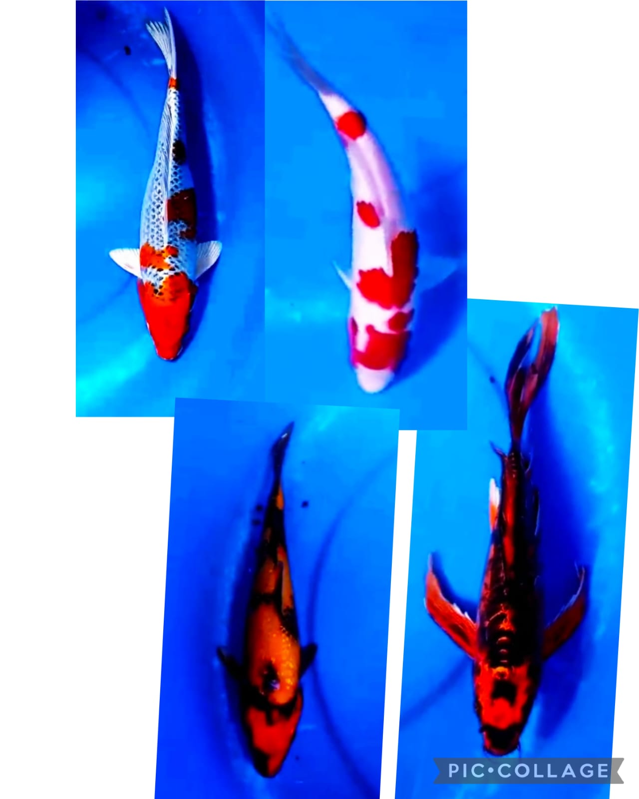 Lelang Koi Online, Jual Beli Ikan Koi, Pasar Koi Terbaik, Agen Lelang Koi, Penawaran Koi Berkualitas, Harga Jual Koi, Lelang Ikan Koi Import, Beli Koi Online, Jual Koi Murah, Koi Showroom, Penjual Koi Terpercaya, Lelang Koi Jakarta, Jual Koi Lokal, Koi Kualitas Unggul, Harga Terbaik Koi, Jual Koi Indukan, Lelang Ikan Hias Koi, Pasar Koi Indonesia, Beli Koi Berkualitas Tinggi, Koi Farm Terbesar, Jual Beli Koi Impor, Lelang Ikan Koi Kualitas Premium, Daftar Harga Koi Terbaru, Pusat Jual Beli Koi, Info Lelang Koi Hari Ini.