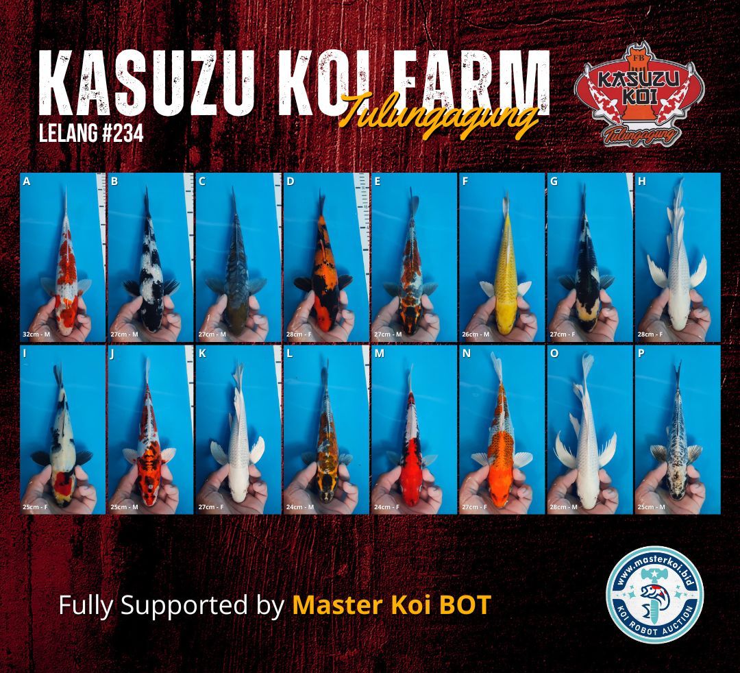Lelang Koi Online, Jual Beli Ikan Koi, Pasar Koi Terbaik, Agen Lelang Koi, Penawaran Koi Berkualitas, Harga Jual Koi, Lelang Ikan Koi Import, Beli Koi Online, Jual Koi Murah, Koi Showroom, Penjual Koi Terpercaya, Lelang Koi Jakarta, Jual Koi Lokal, Koi Kualitas Unggul, Harga Terbaik Koi, Jual Koi Indukan, Lelang Ikan Hias Koi, Pasar Koi Indonesia, Beli Koi Berkualitas Tinggi, Koi Farm Terbesar, Jual Beli Koi Impor, Lelang Ikan Koi Kualitas Premium, Daftar Harga Koi Terbaru, Pusat Jual Beli Koi, Info Lelang Koi Hari Ini.
