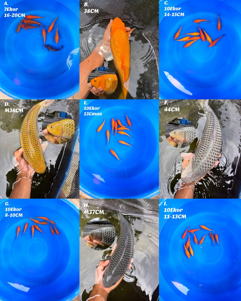 Lelang Koi Online, Jual Beli Ikan Koi, Pasar Koi Terbaik, Agen Lelang Koi, Penawaran Koi Berkualitas, Harga Jual Koi, Lelang Ikan Koi Import, Beli Koi Online, Jual Koi Murah, Koi Showroom, Penjual Koi Terpercaya, Lelang Koi Jakarta, Jual Koi Lokal, Koi Kualitas Unggul, Harga Terbaik Koi, Jual Koi Indukan, Lelang Ikan Hias Koi, Pasar Koi Indonesia, Beli Koi Berkualitas Tinggi, Koi Farm Terbesar, Jual Beli Koi Impor, Lelang Ikan Koi Kualitas Premium, Daftar Harga Koi Terbaru, Pusat Jual Beli Koi, Info Lelang Koi Hari Ini.