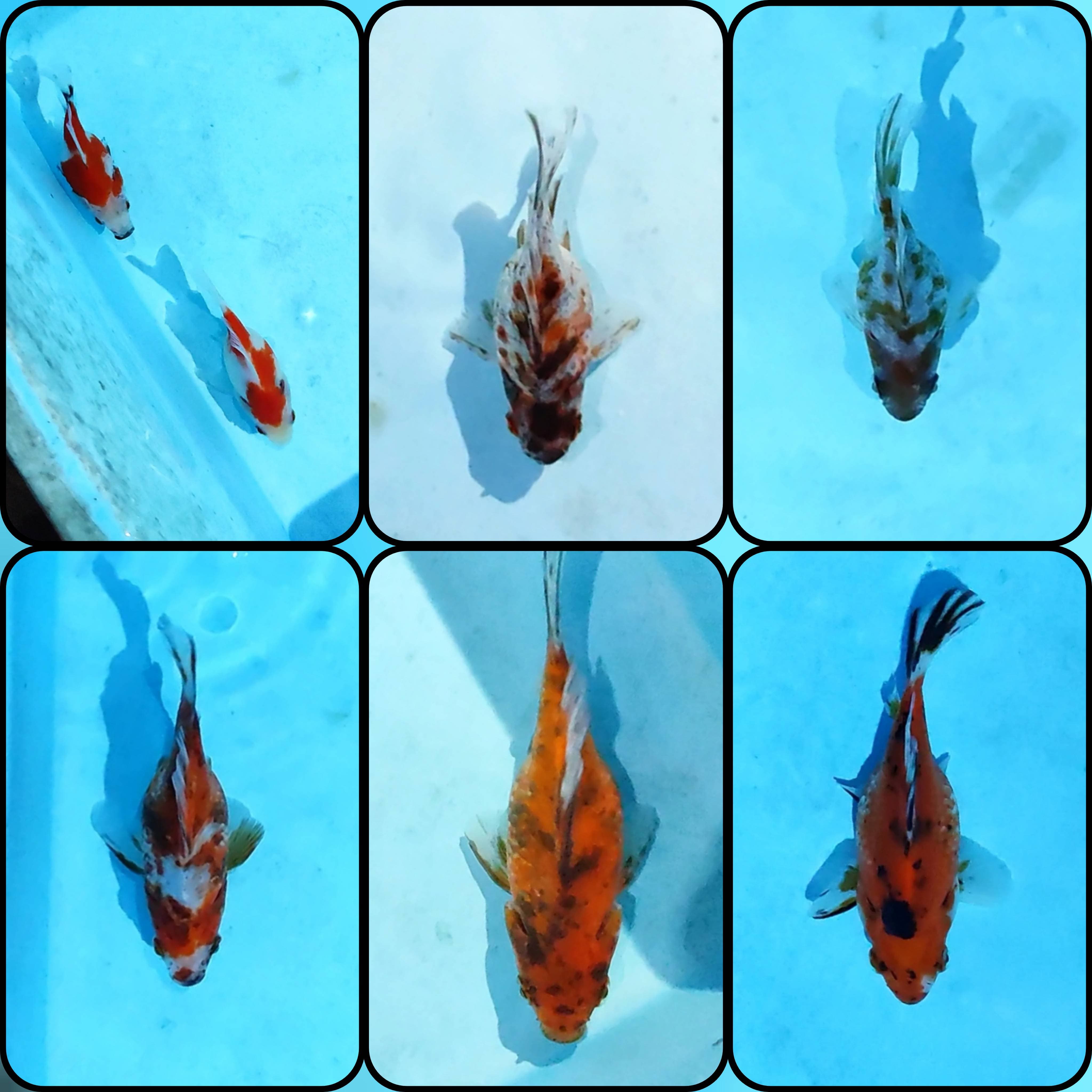Lelang Koi Online, Jual Beli Ikan Koi, Pasar Koi Terbaik, Agen Lelang Koi, Penawaran Koi Berkualitas, Harga Jual Koi, Lelang Ikan Koi Import, Beli Koi Online, Jual Koi Murah, Koi Showroom, Penjual Koi Terpercaya, Lelang Koi Jakarta, Jual Koi Lokal, Koi Kualitas Unggul, Harga Terbaik Koi, Jual Koi Indukan, Lelang Ikan Hias Koi, Pasar Koi Indonesia, Beli Koi Berkualitas Tinggi, Koi Farm Terbesar, Jual Beli Koi Impor, Lelang Ikan Koi Kualitas Premium, Daftar Harga Koi Terbaru, Pusat Jual Beli Koi, Info Lelang Koi Hari Ini.