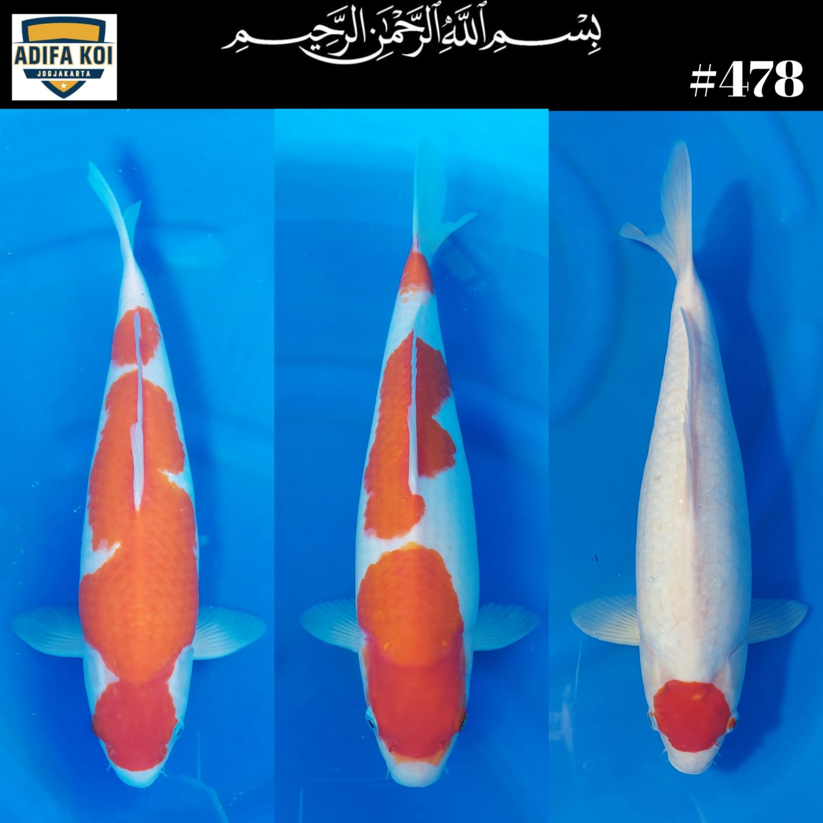 Lelang Koi Online, Jual Beli Ikan Koi, Pasar Koi Terbaik, Agen Lelang Koi, Penawaran Koi Berkualitas, Harga Jual Koi, Lelang Ikan Koi Import, Beli Koi Online, Jual Koi Murah, Koi Showroom, Penjual Koi Terpercaya, Lelang Koi Jakarta, Jual Koi Lokal, Koi Kualitas Unggul, Harga Terbaik Koi, Jual Koi Indukan, Lelang Ikan Hias Koi, Pasar Koi Indonesia, Beli Koi Berkualitas Tinggi, Koi Farm Terbesar, Jual Beli Koi Impor, Lelang Ikan Koi Kualitas Premium, Daftar Harga Koi Terbaru, Pusat Jual Beli Koi, Info Lelang Koi Hari Ini.
