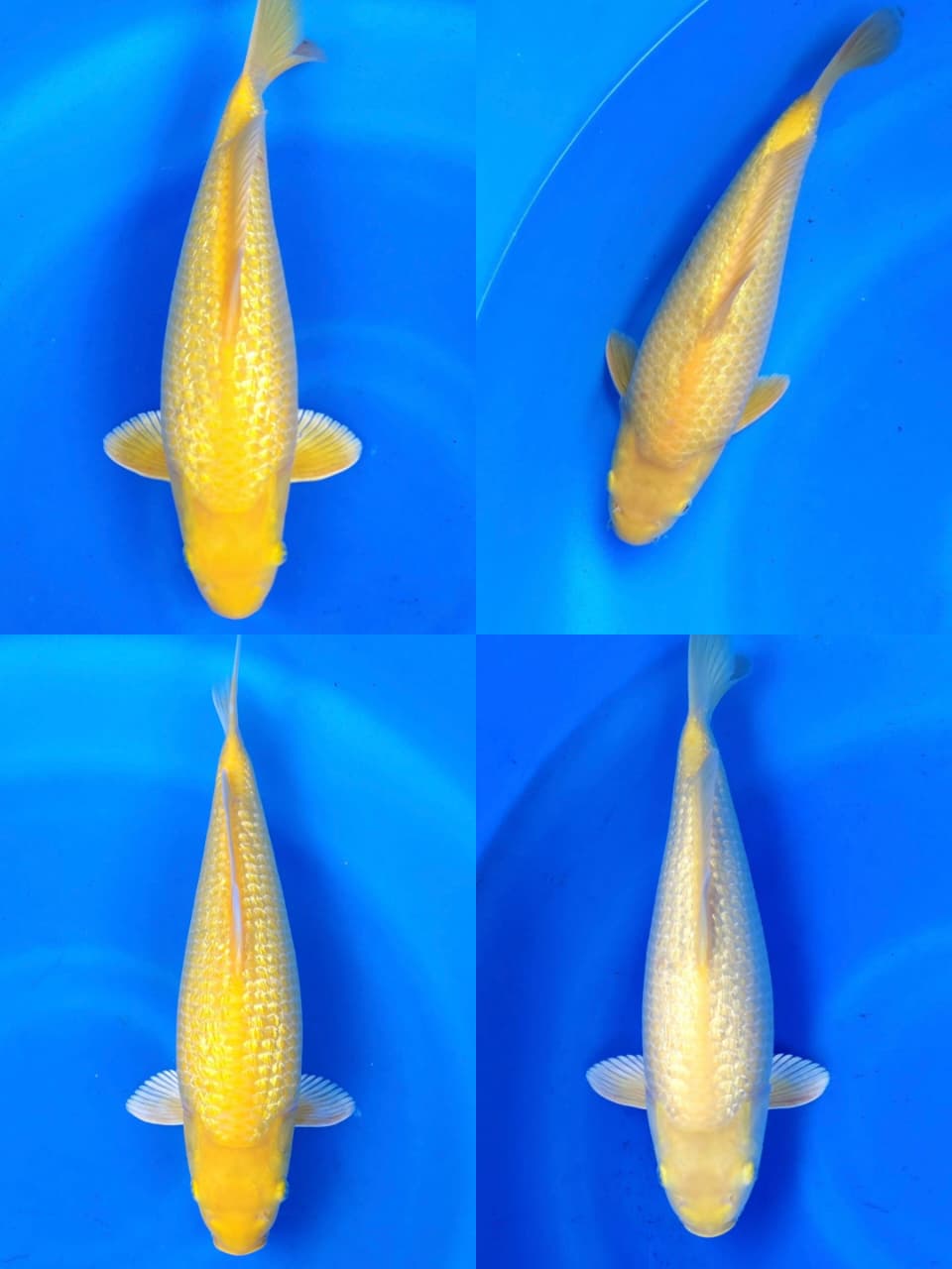 Lelang Koi Online, Jual Beli Ikan Koi, Pasar Koi Terbaik, Agen Lelang Koi, Penawaran Koi Berkualitas, Harga Jual Koi, Lelang Ikan Koi Import, Beli Koi Online, Jual Koi Murah, Koi Showroom, Penjual Koi Terpercaya, Lelang Koi Jakarta, Jual Koi Lokal, Koi Kualitas Unggul, Harga Terbaik Koi, Jual Koi Indukan, Lelang Ikan Hias Koi, Pasar Koi Indonesia, Beli Koi Berkualitas Tinggi, Koi Farm Terbesar, Jual Beli Koi Impor, Lelang Ikan Koi Kualitas Premium, Daftar Harga Koi Terbaru, Pusat Jual Beli Koi, Info Lelang Koi Hari Ini.