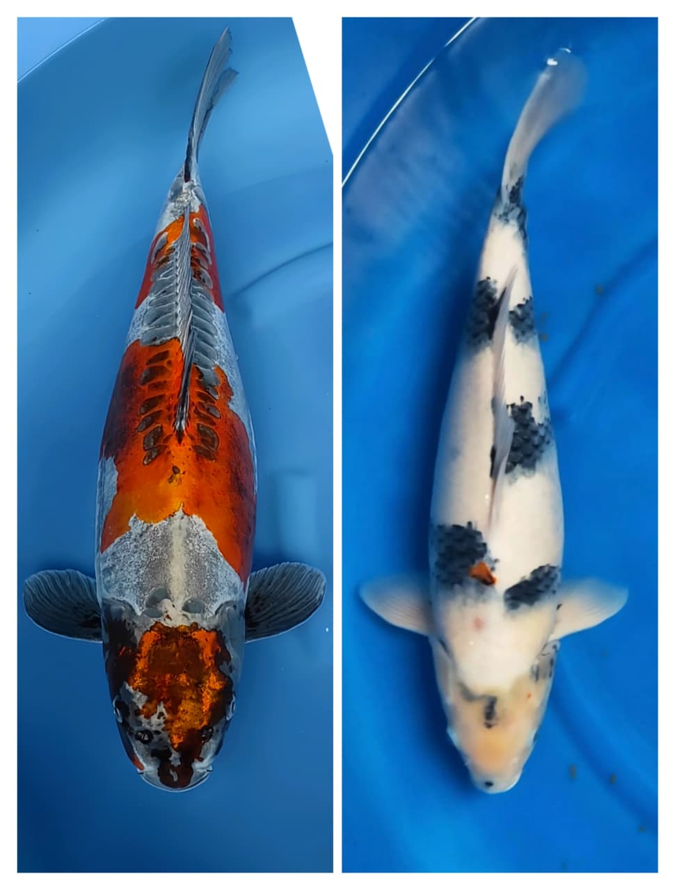 Lelang Koi Online, Jual Beli Ikan Koi, Pasar Koi Terbaik, Agen Lelang Koi, Penawaran Koi Berkualitas, Harga Jual Koi, Lelang Ikan Koi Import, Beli Koi Online, Jual Koi Murah, Koi Showroom, Penjual Koi Terpercaya, Lelang Koi Jakarta, Jual Koi Lokal, Koi Kualitas Unggul, Harga Terbaik Koi, Jual Koi Indukan, Lelang Ikan Hias Koi, Pasar Koi Indonesia, Beli Koi Berkualitas Tinggi, Koi Farm Terbesar, Jual Beli Koi Impor, Lelang Ikan Koi Kualitas Premium, Daftar Harga Koi Terbaru, Pusat Jual Beli Koi, Info Lelang Koi Hari Ini.